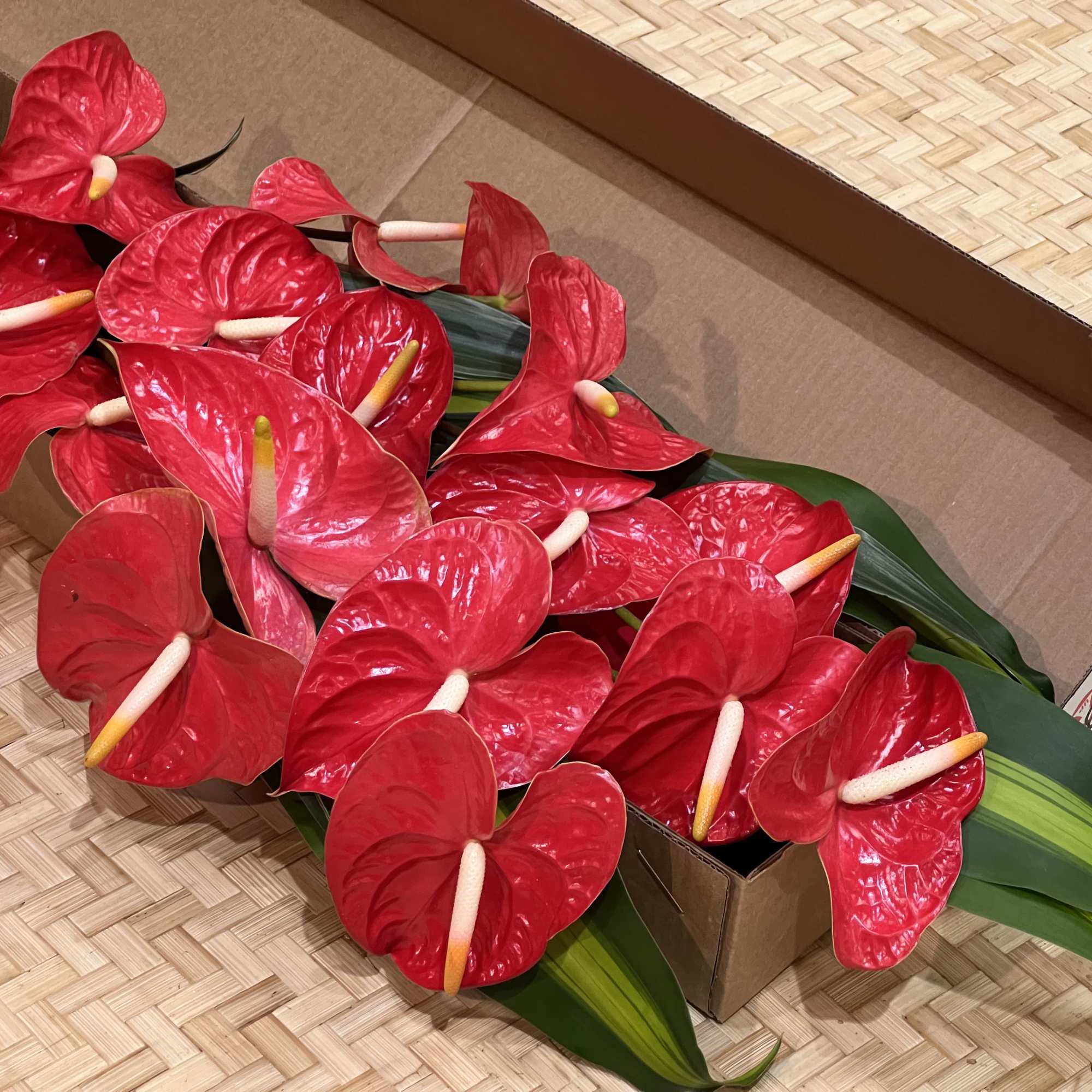 Bundle of red tropical flowers with pale centers packed in a cardboard box.