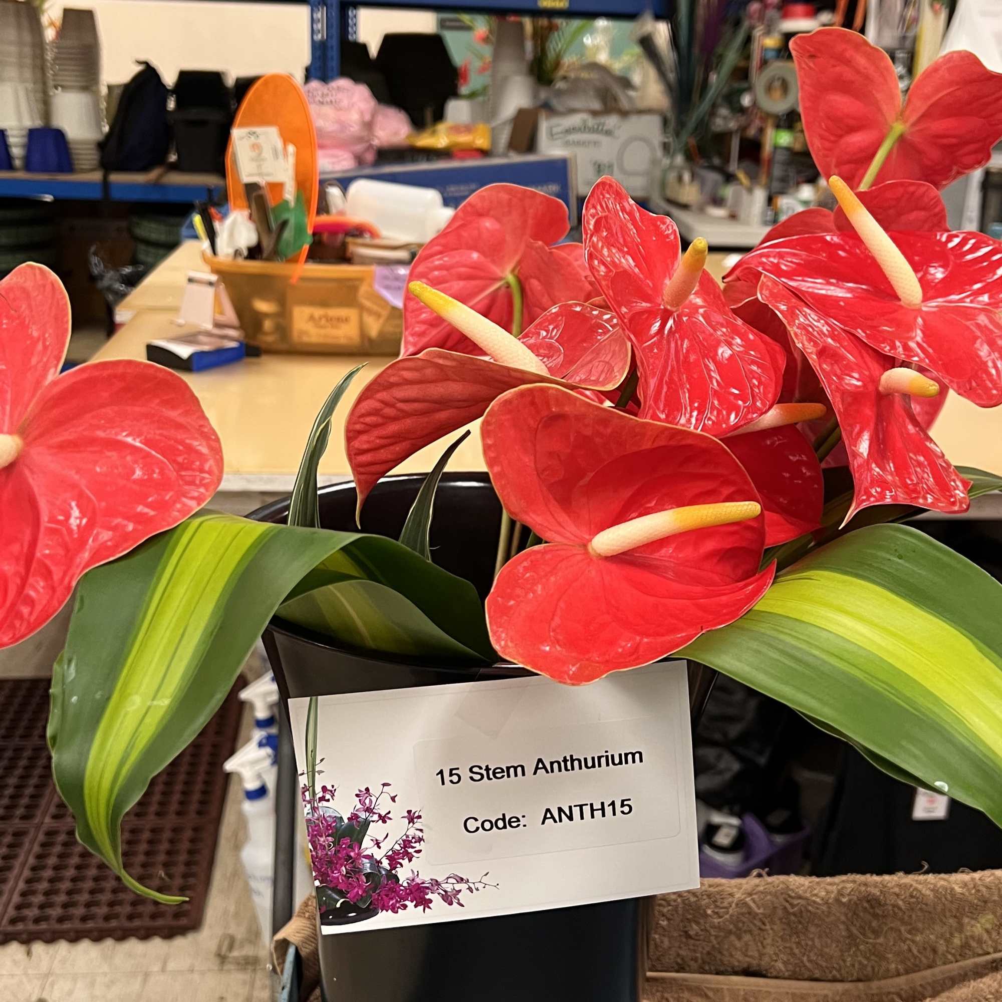 Cluster of red anthurium stems with variegated green leaves in a black container on a worktable.