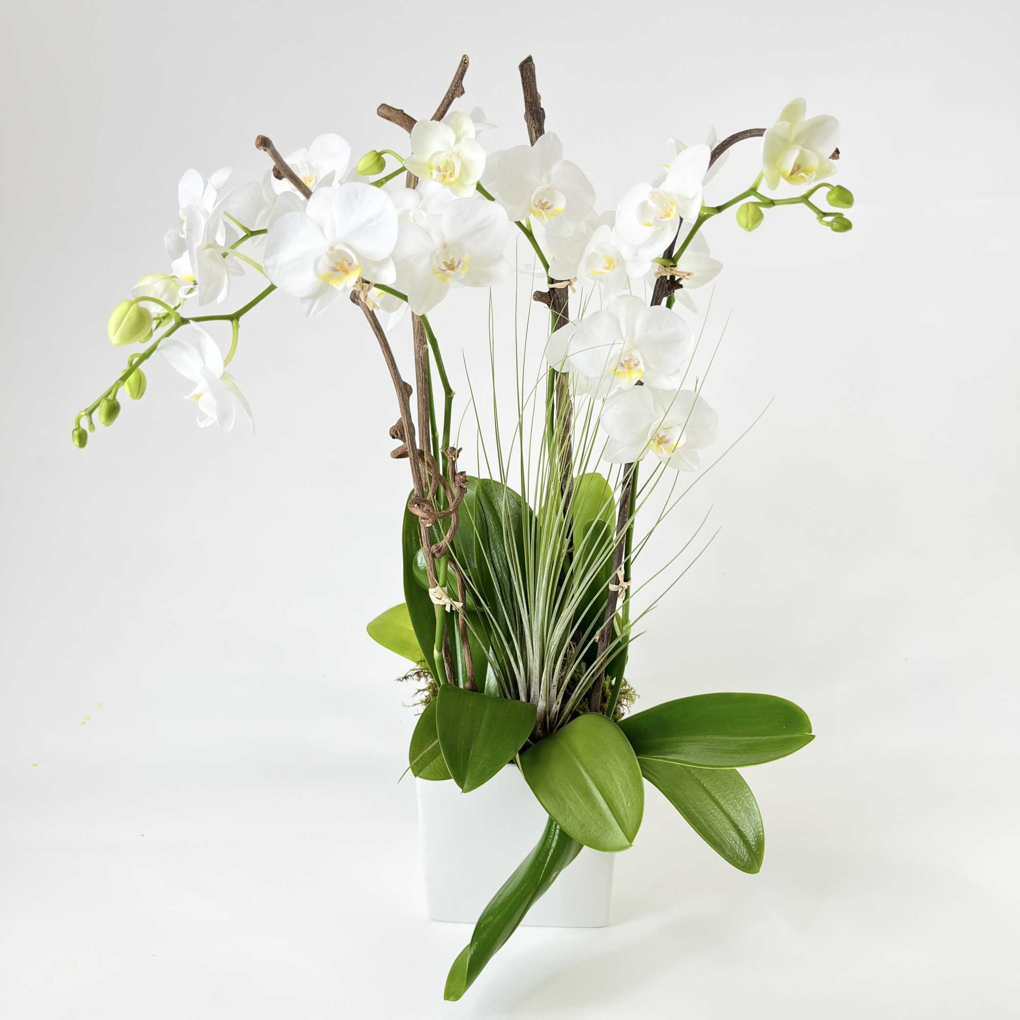 White orchid arrangement in a white square pot with green leaves