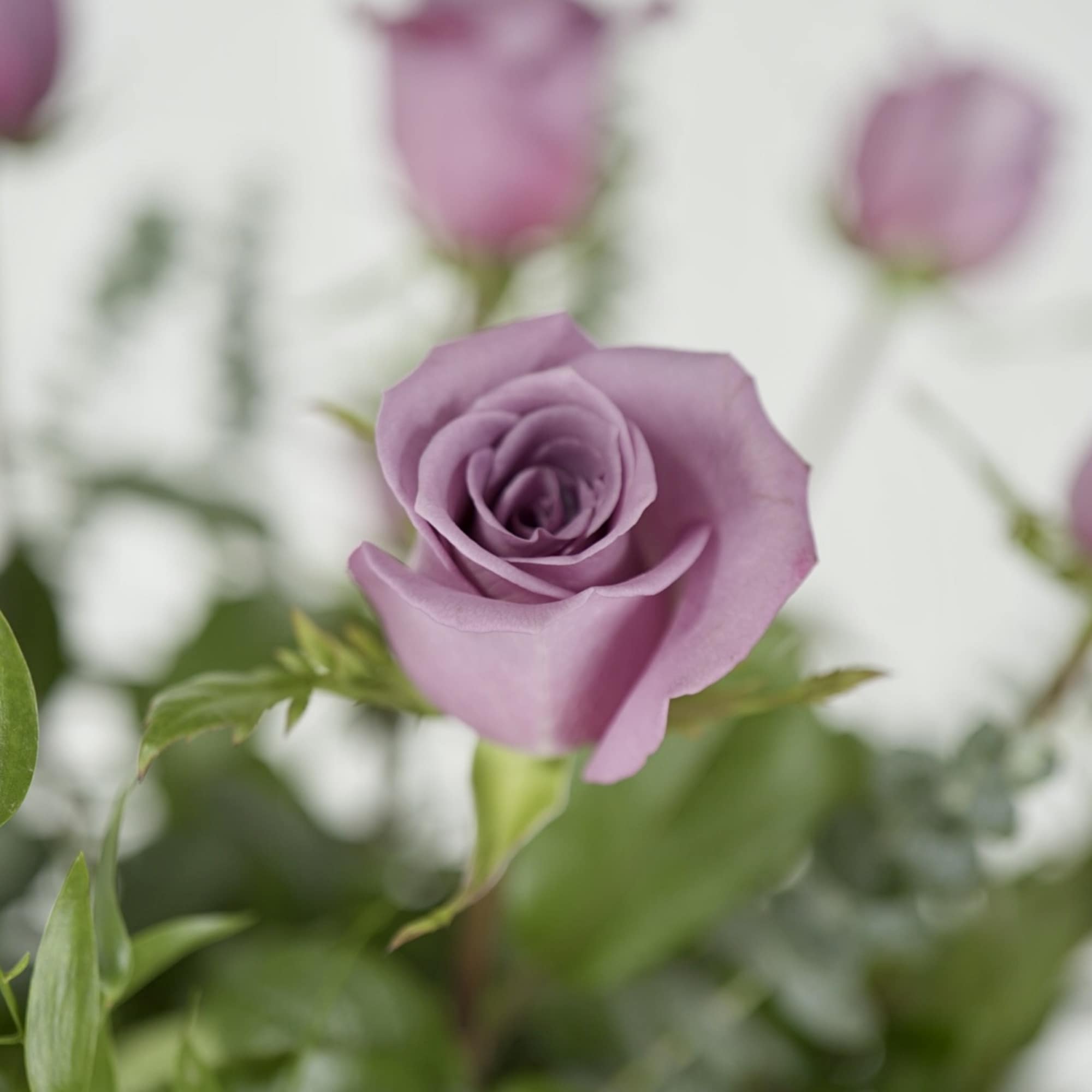Lavender rose blooms with green foliage in soft focus