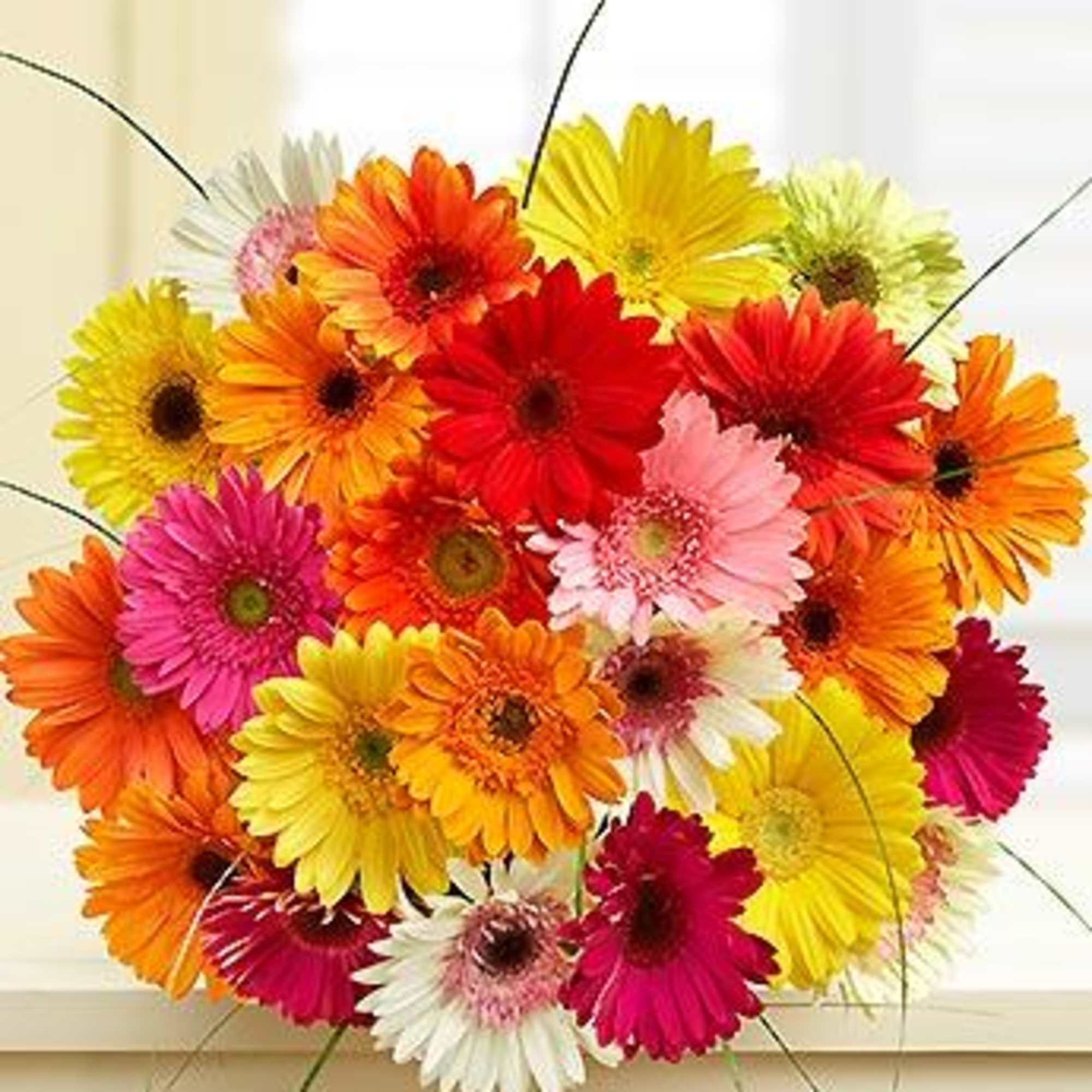 Bright mixed gerbera daisy bouquet in vivid colors