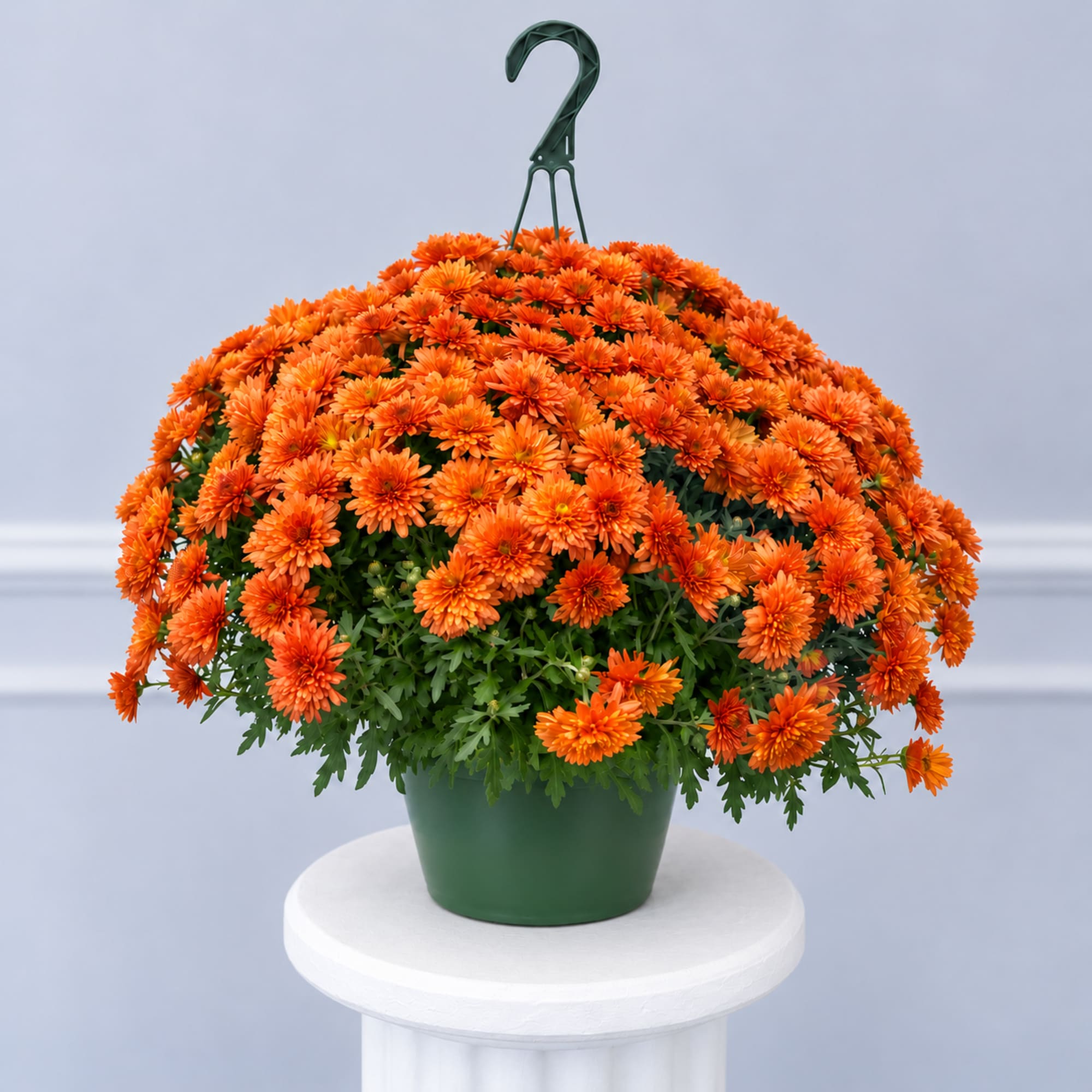 Orange chrysanthemum plant in a green hanging pot