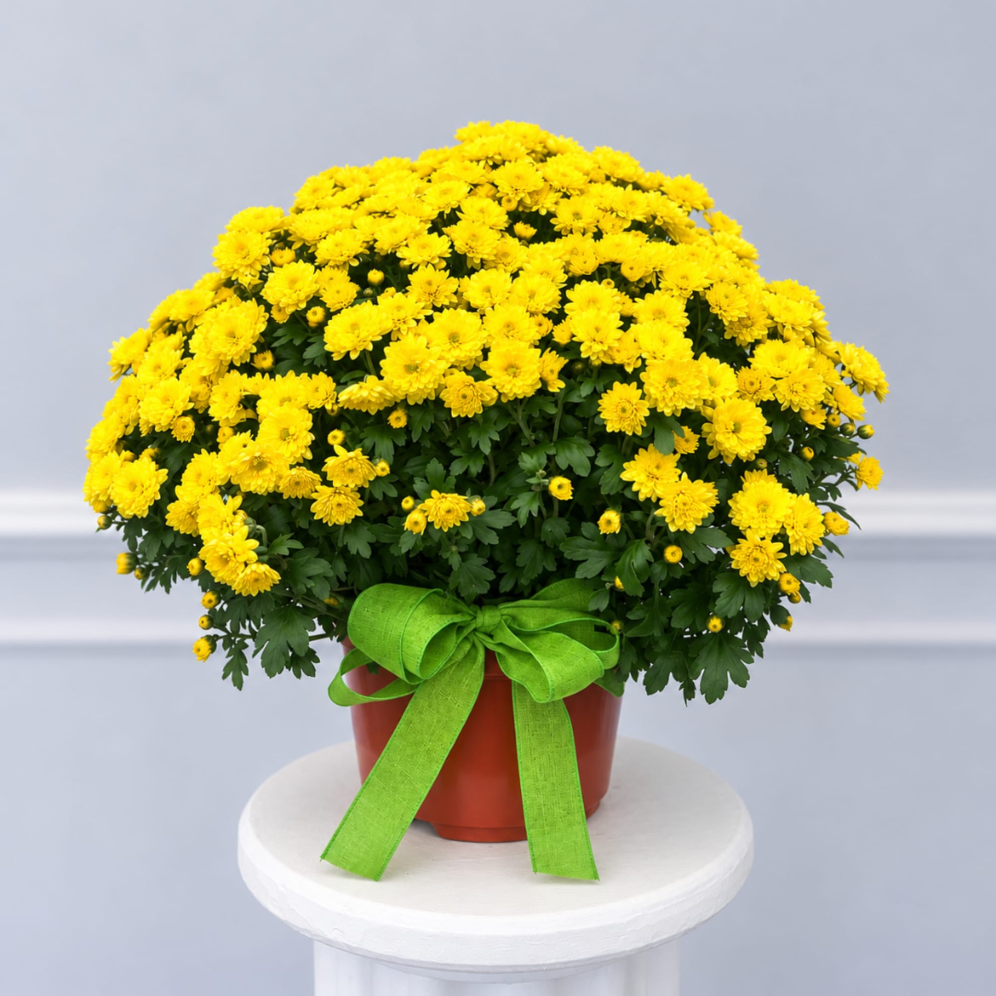 Yellow chrysanthemum plant in a pot with a green ribbon