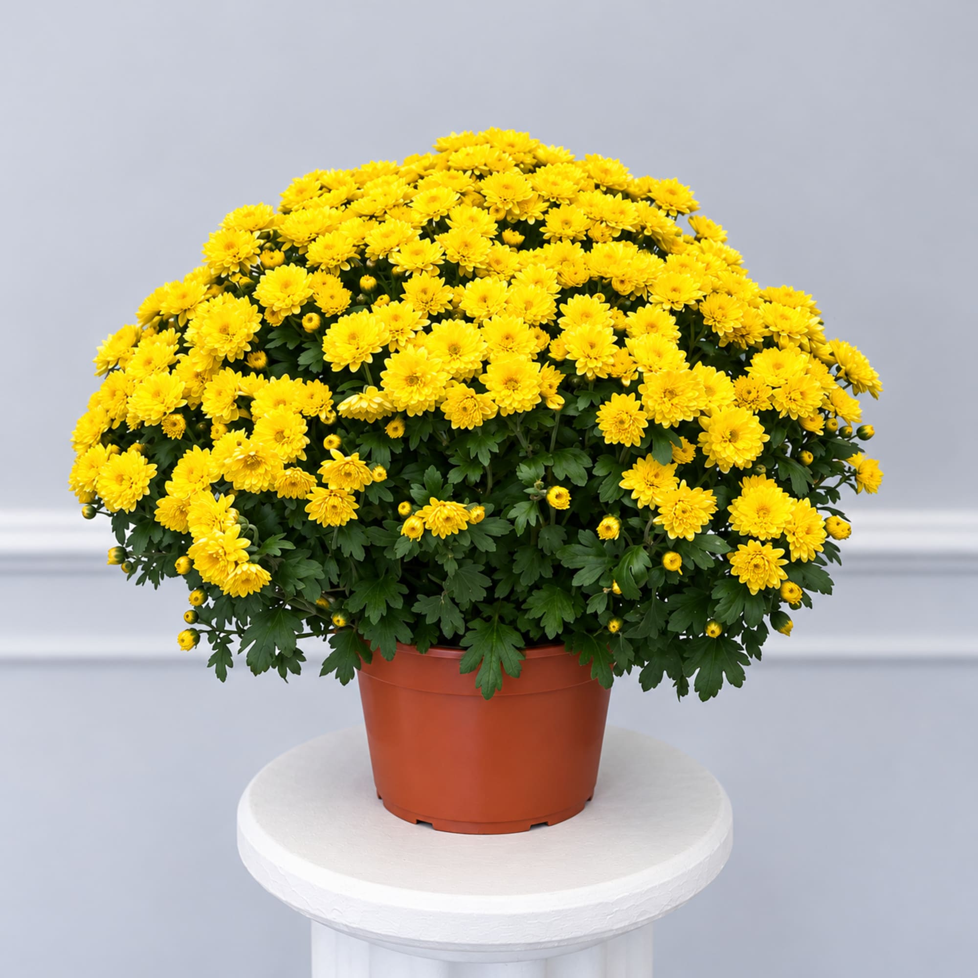 Yellow chrysanthemum plant in a terracotta pot