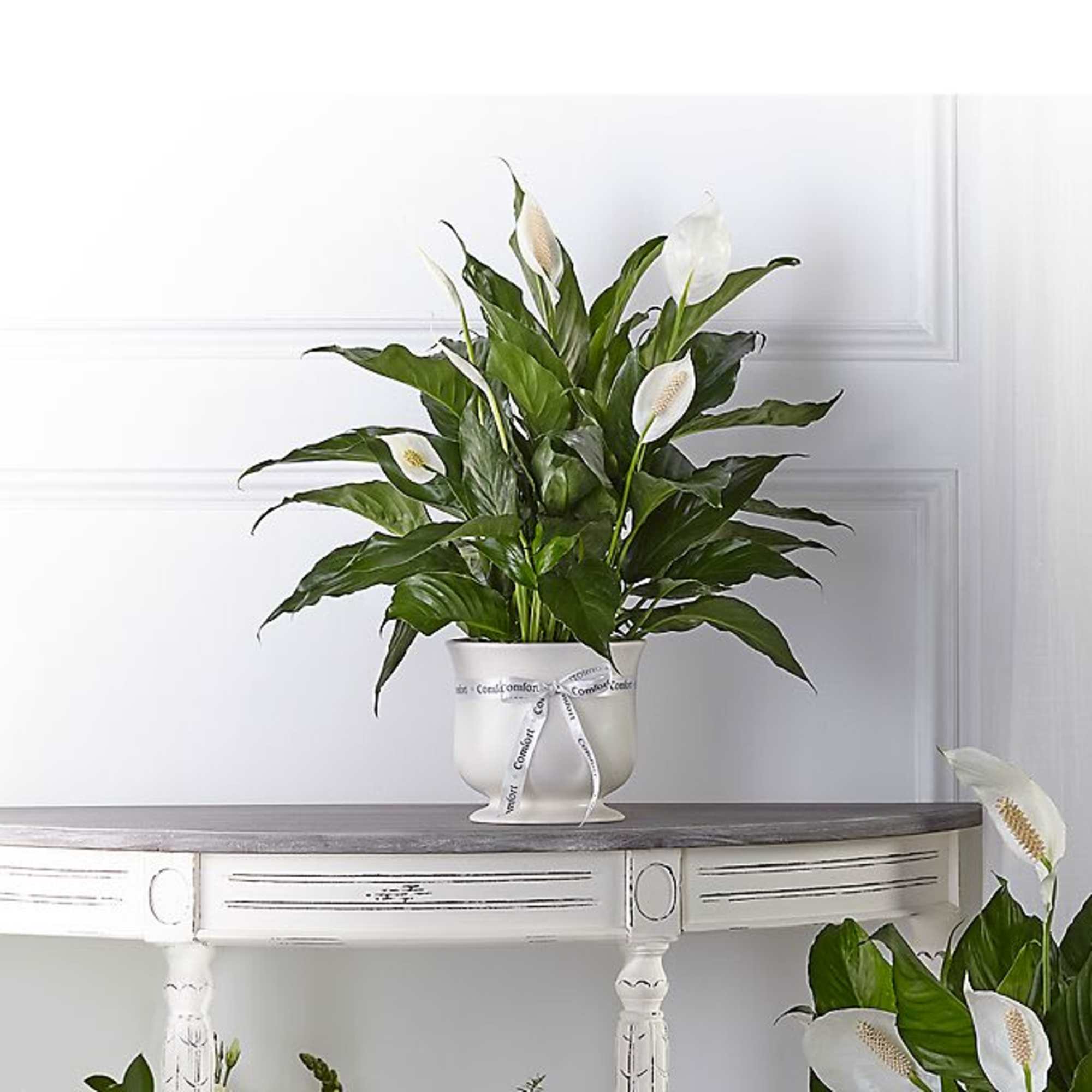 White peace lilies in a white pedestal pot with a ribbon