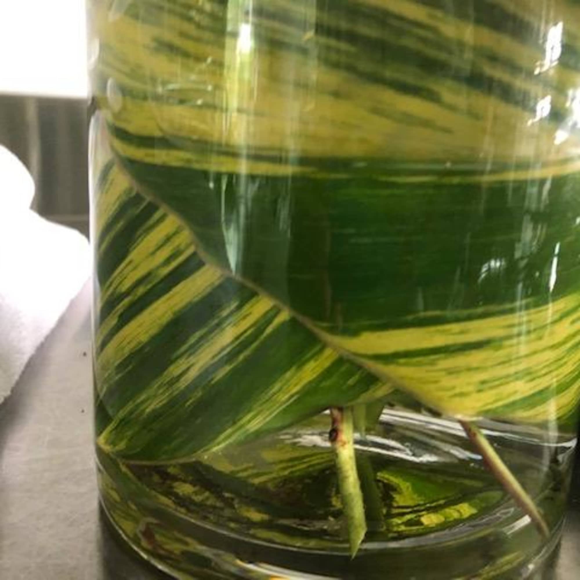 Close-up of variegated green leaves in a glass vase