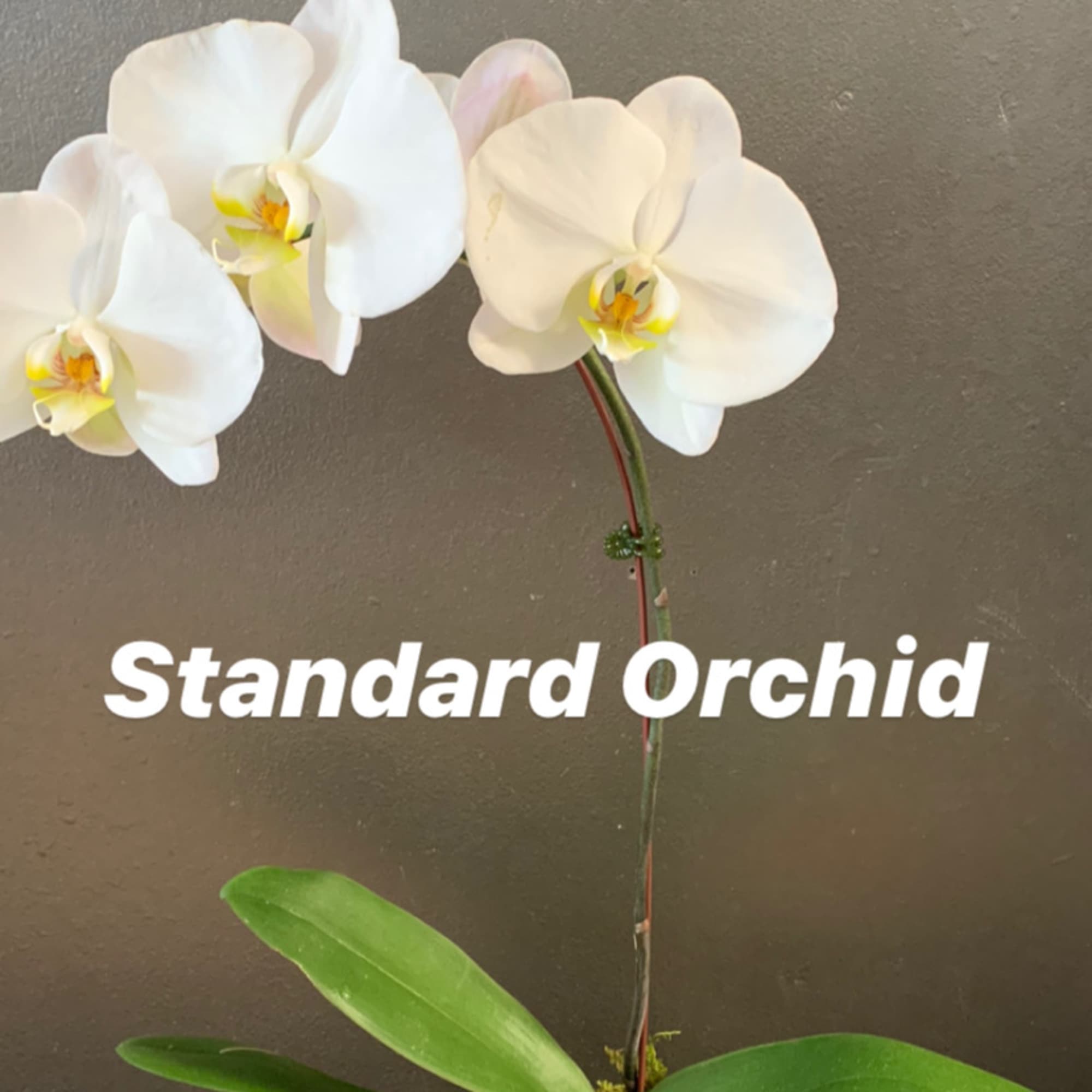 White orchid plant in a beige pot with moss