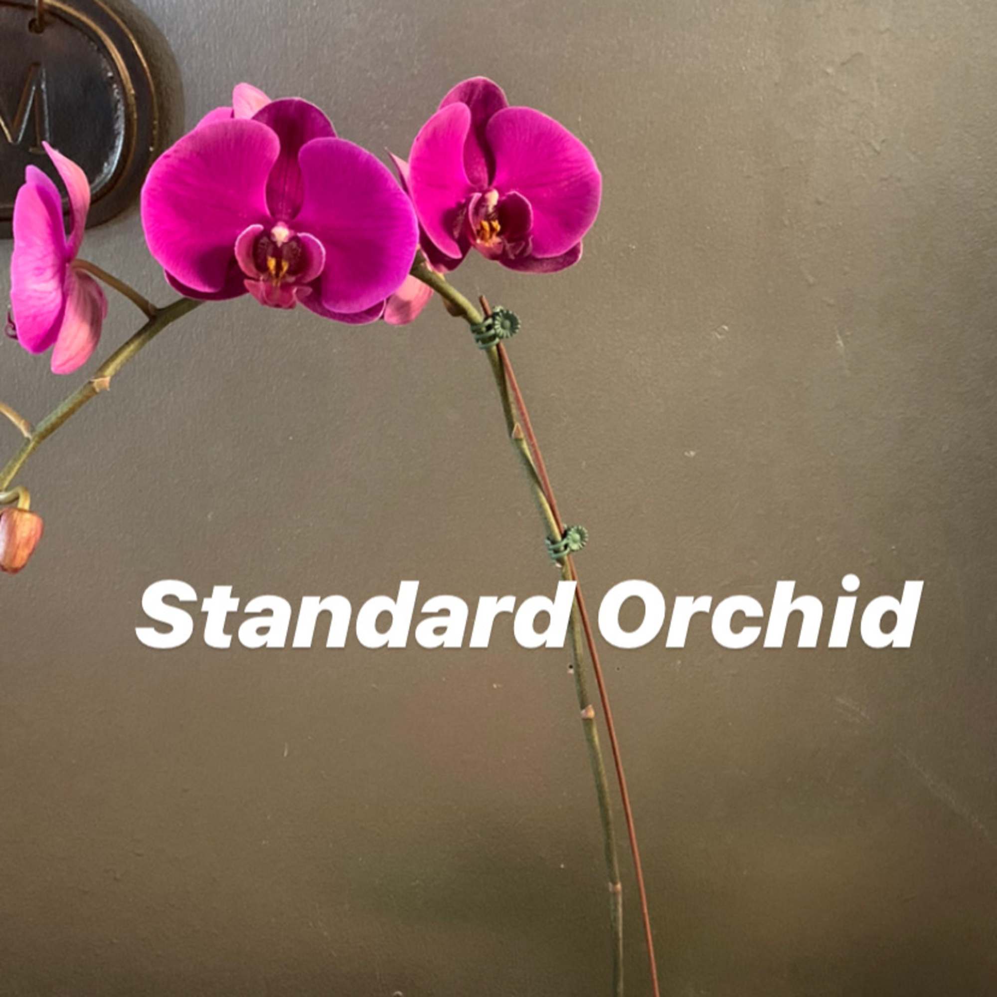 Potted orchid with bright pink blooms in a white vase