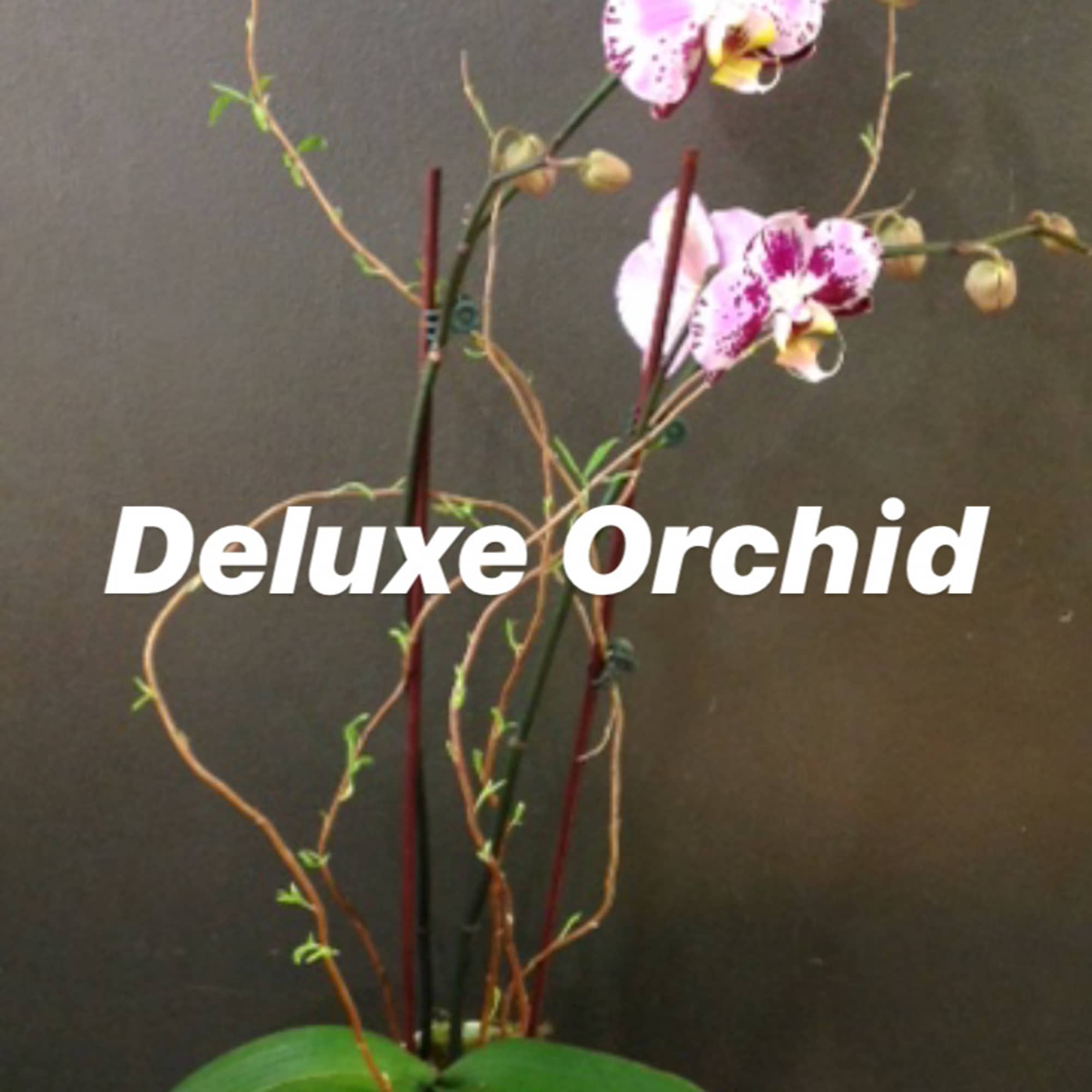 Potted pink orchid with two blooming stems in a white container