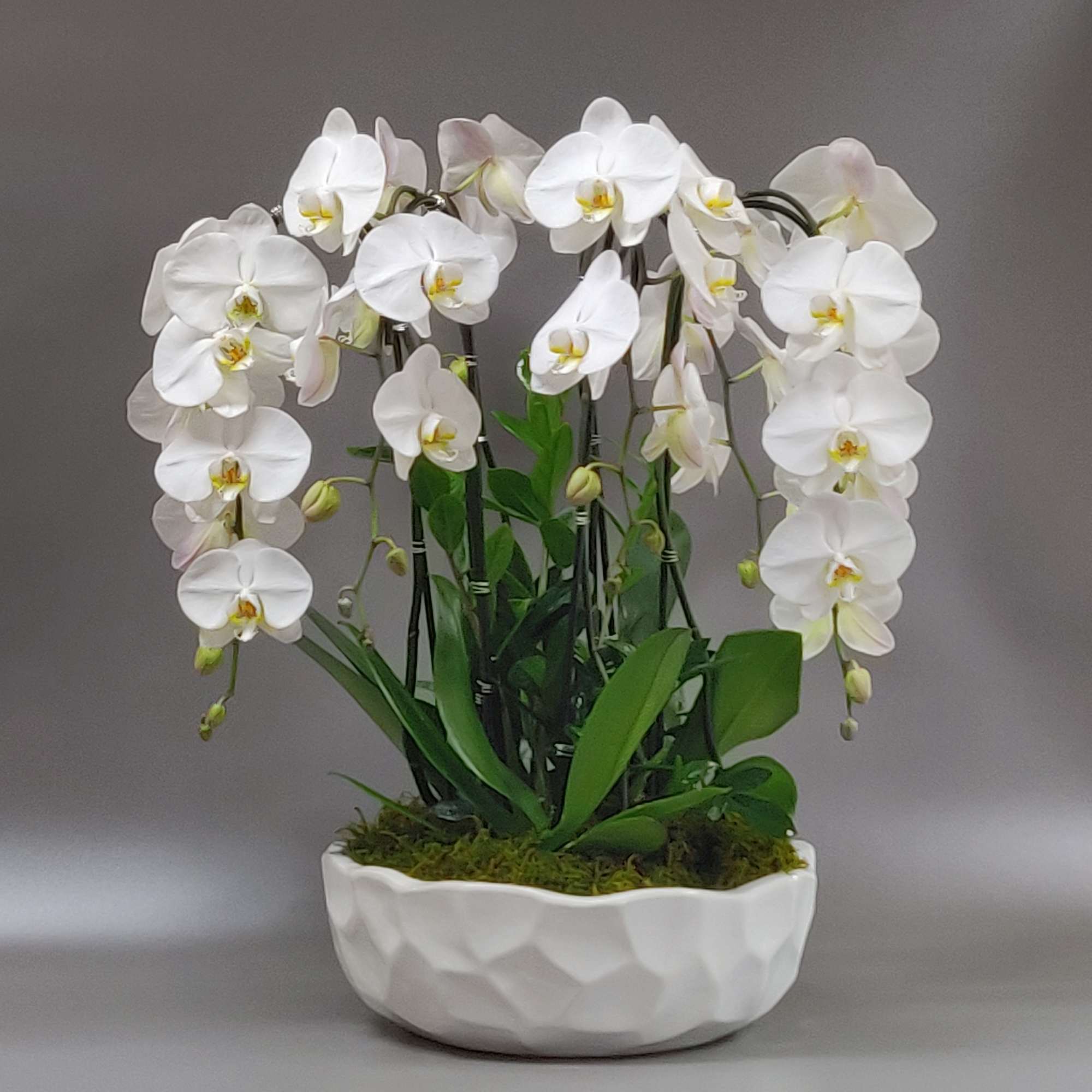 Elegant arrangement with 6 white cascading orchid stems, ZZ plant, natural accents, photo 3 of 3