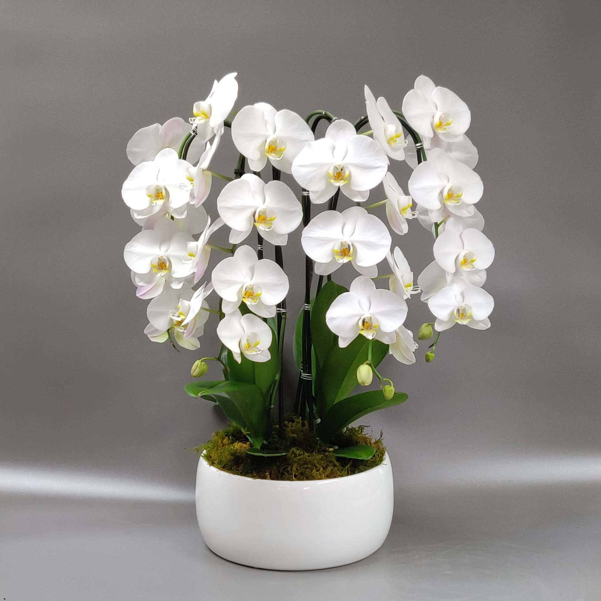 Four large white blooming stems in a smooth white modern decor vessel, photo 2 of 3