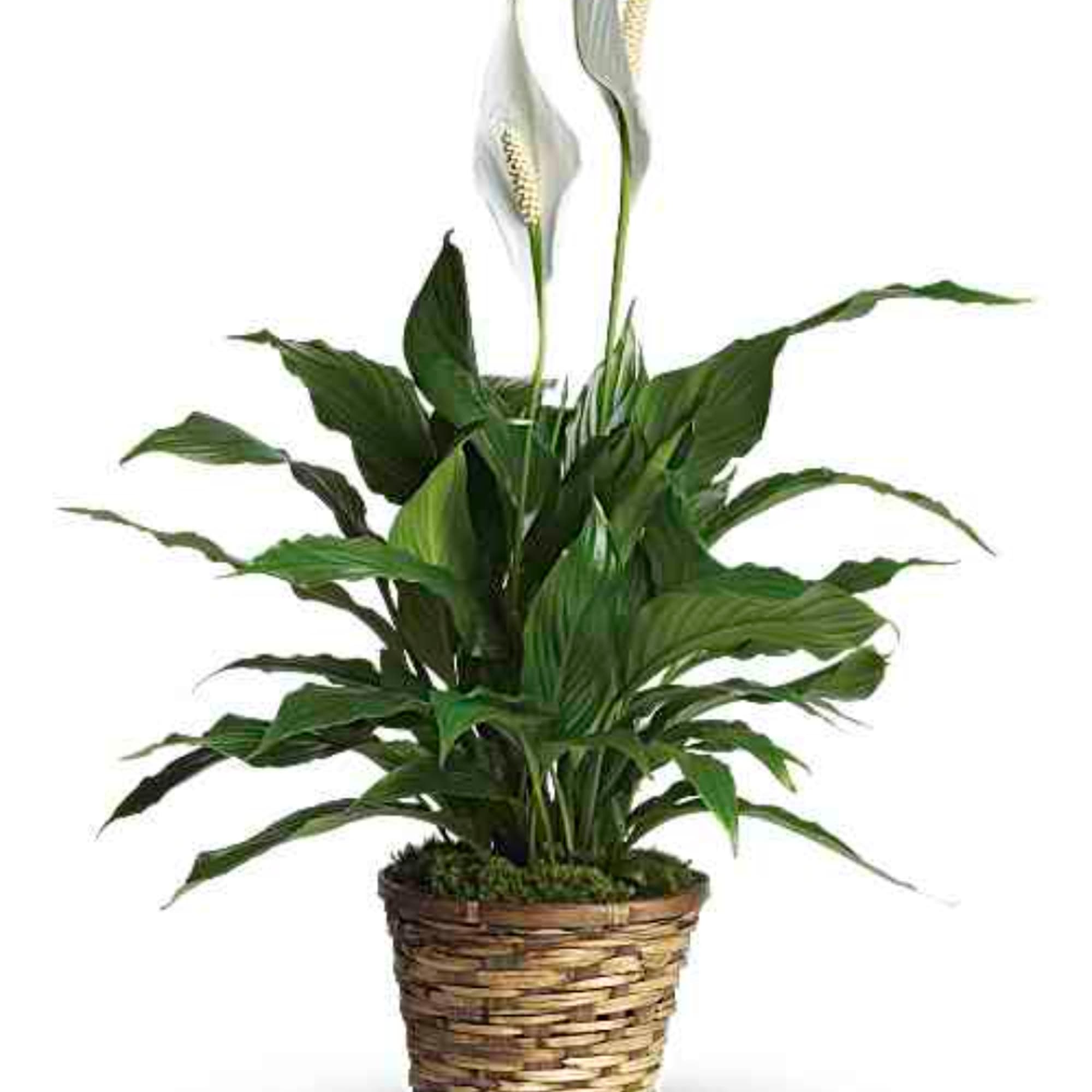 Potted peace lily with white blooms in a woven basket planter