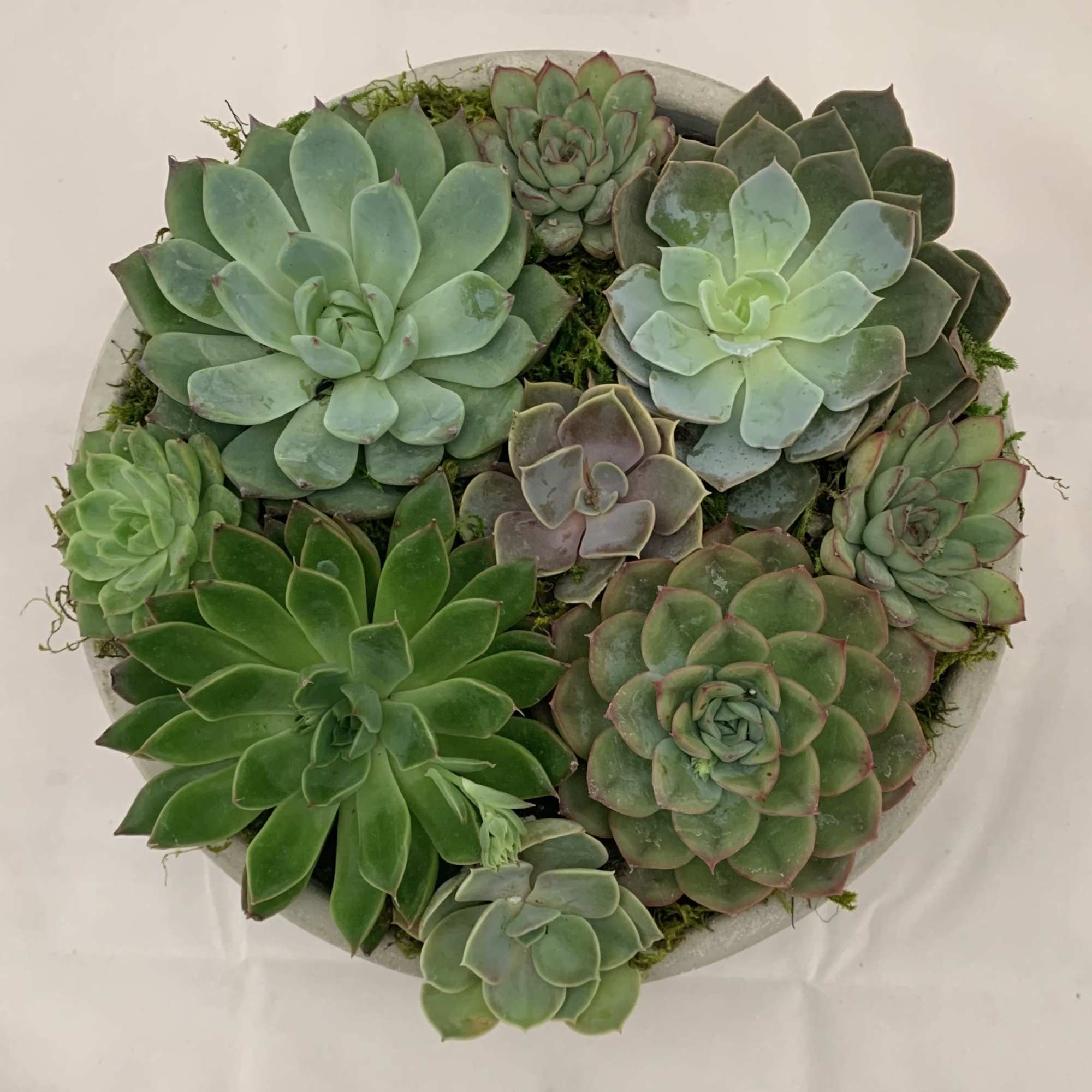A beautiful ceramic or cement bowl filled with succulents. 