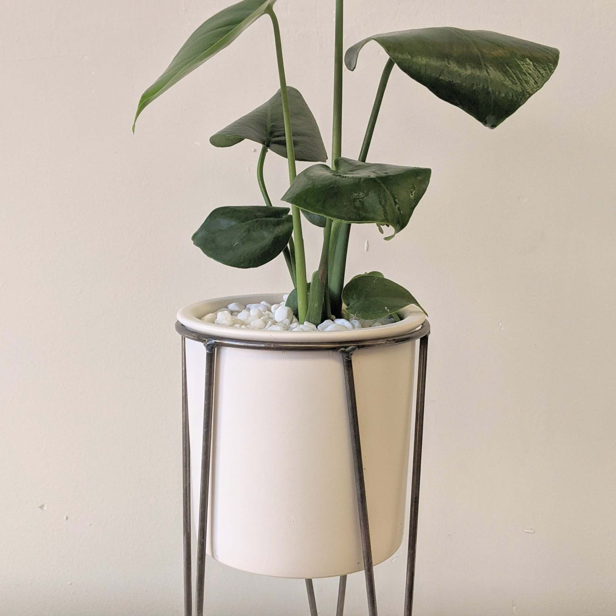 Potted monstera plant in a white planter on a metal stand