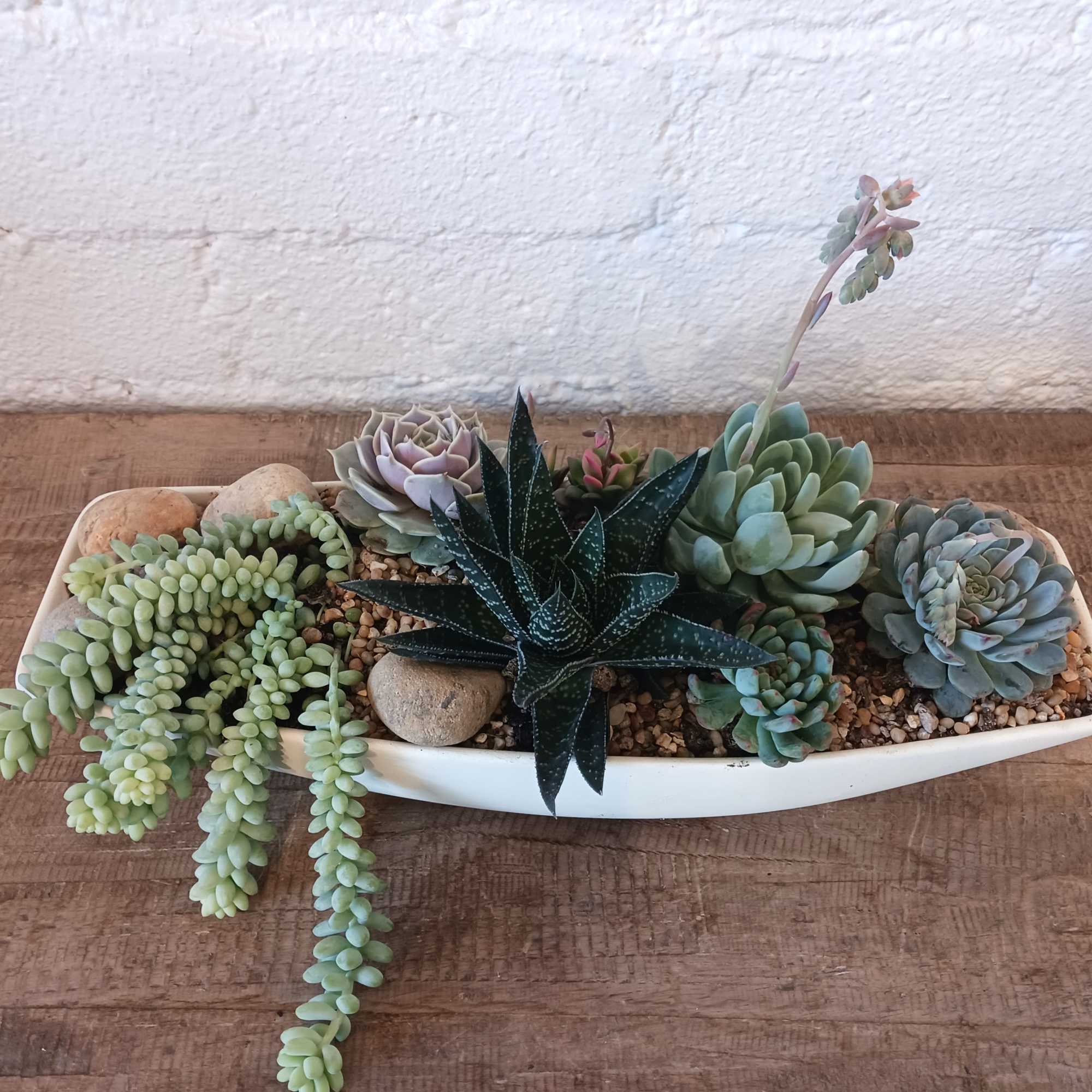 Succulent arrangement in a white oval planter with trailing and rosette plants
