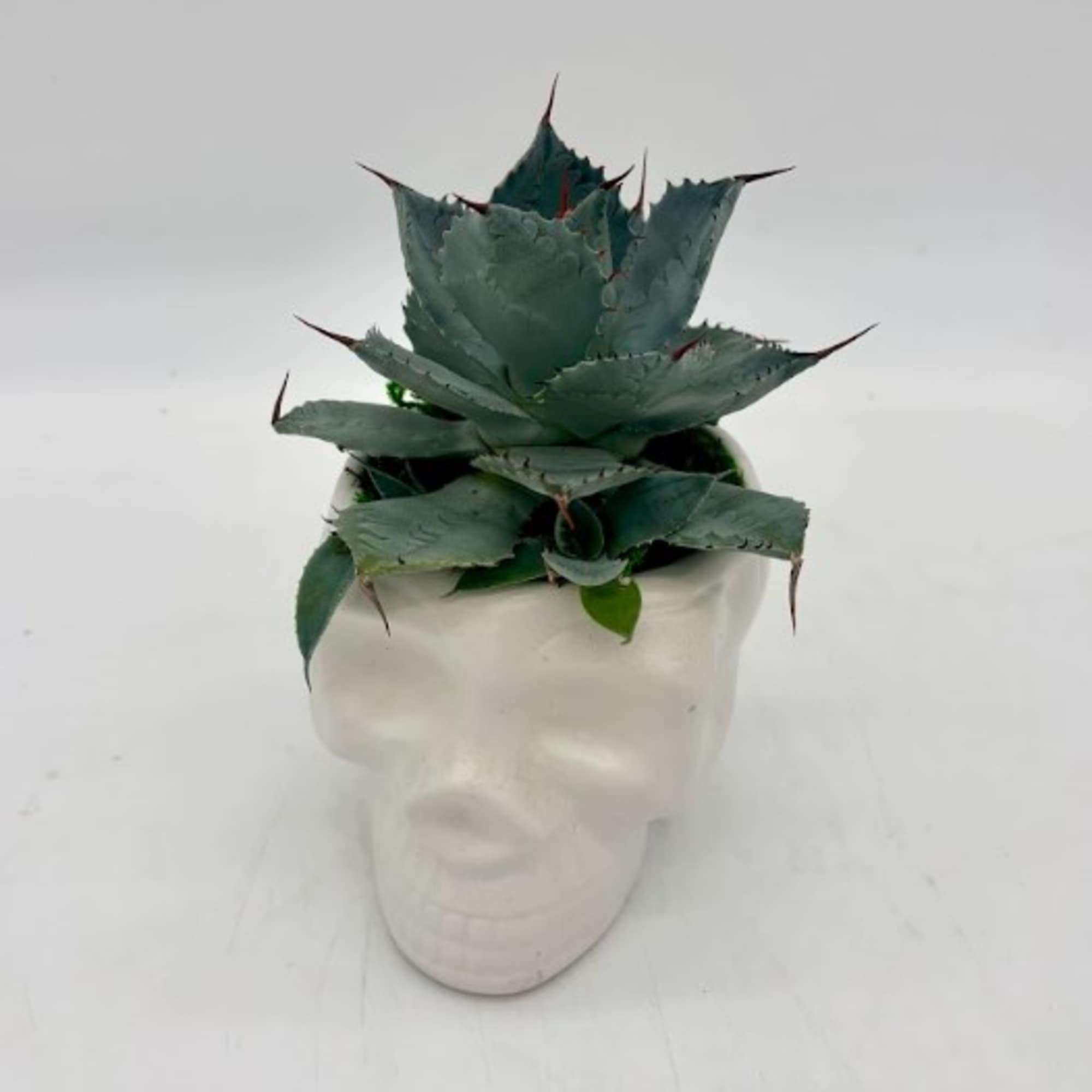 Succulent plant arranged in a white skull-shaped pot