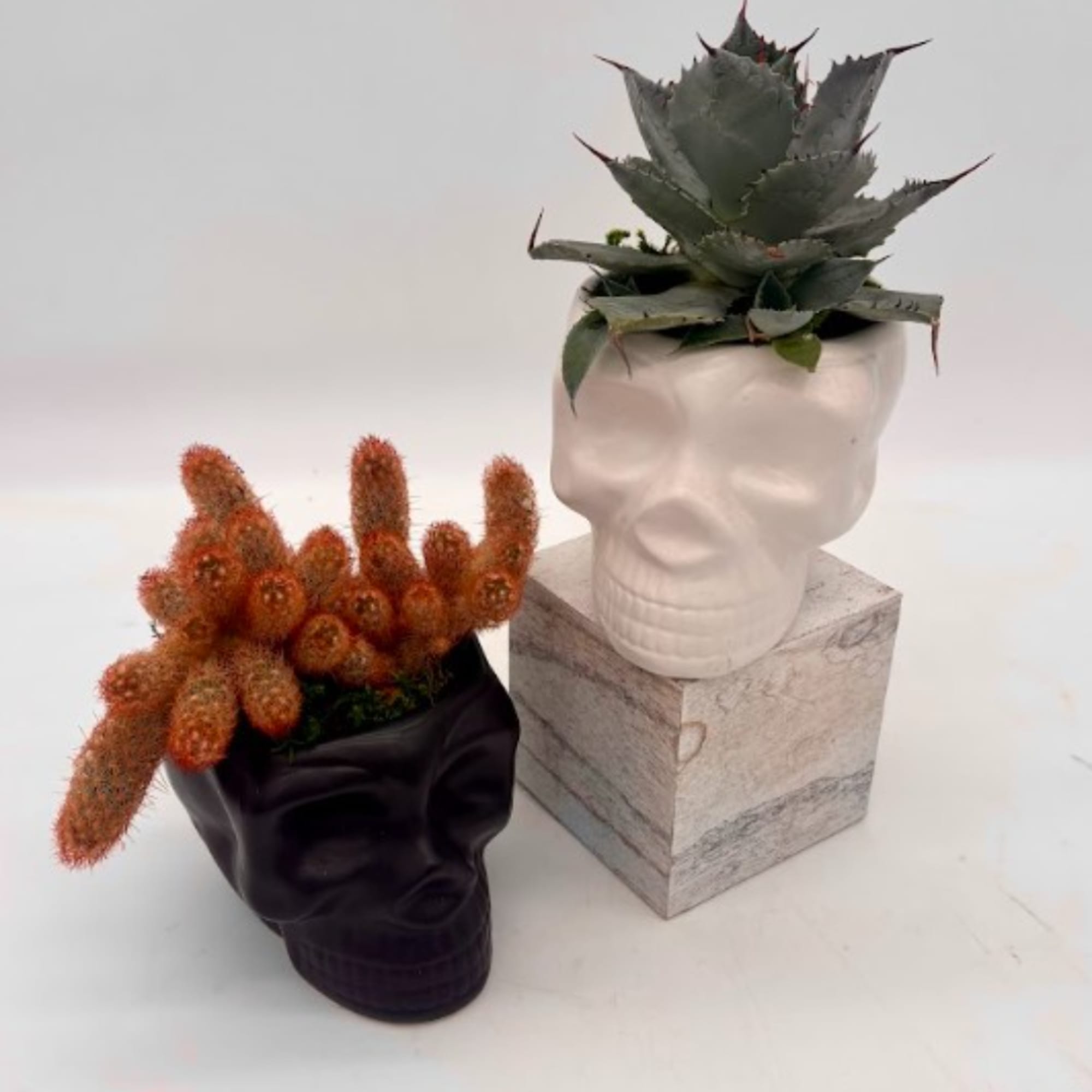 Two skull planters with succulents and orange cactus blooms