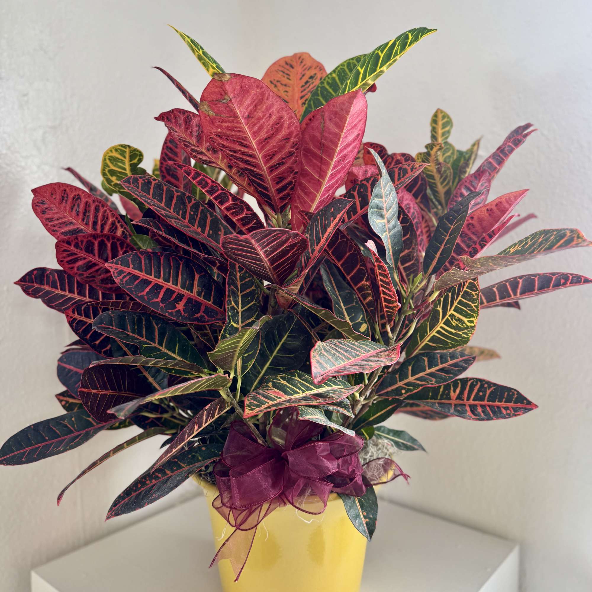 Colorful croton plant in a yellow pot with a purple ribbon