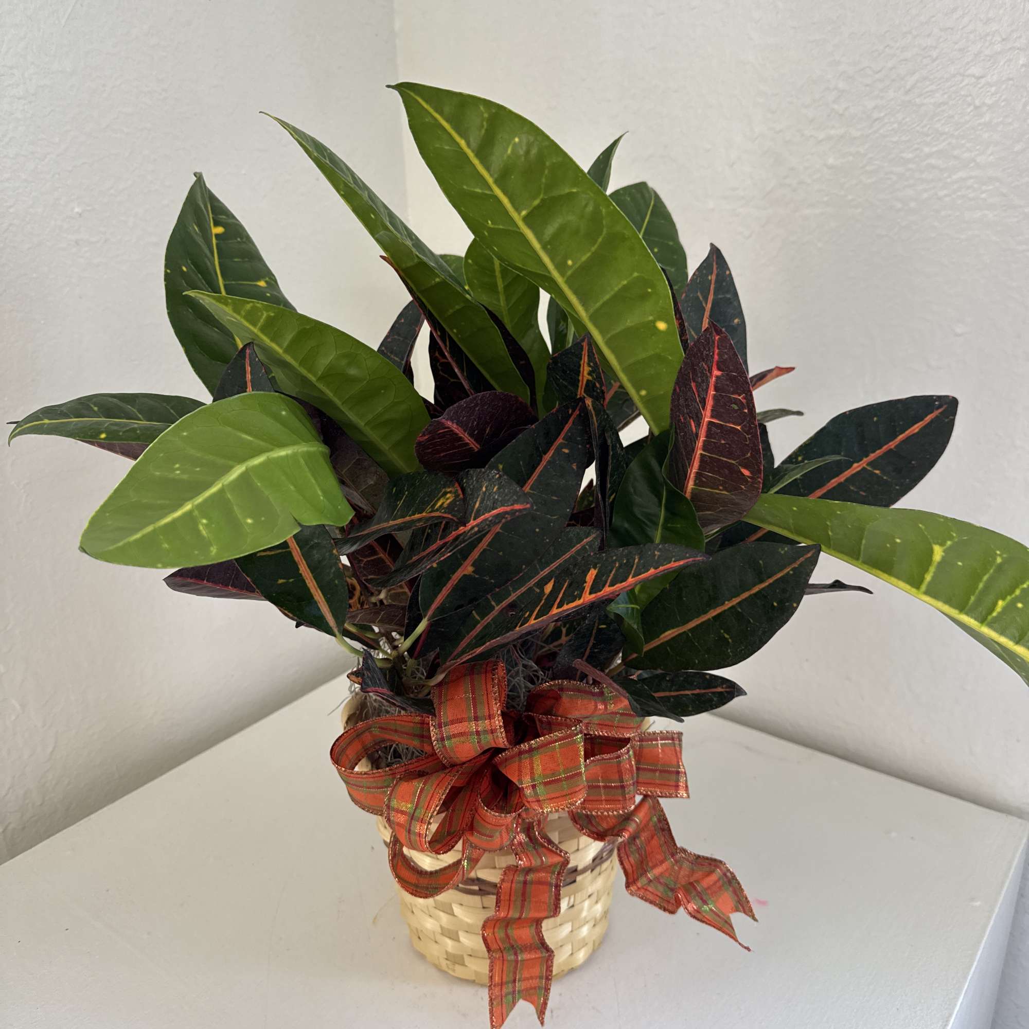 Potted croton plant in a woven basket with a plaid ribbon