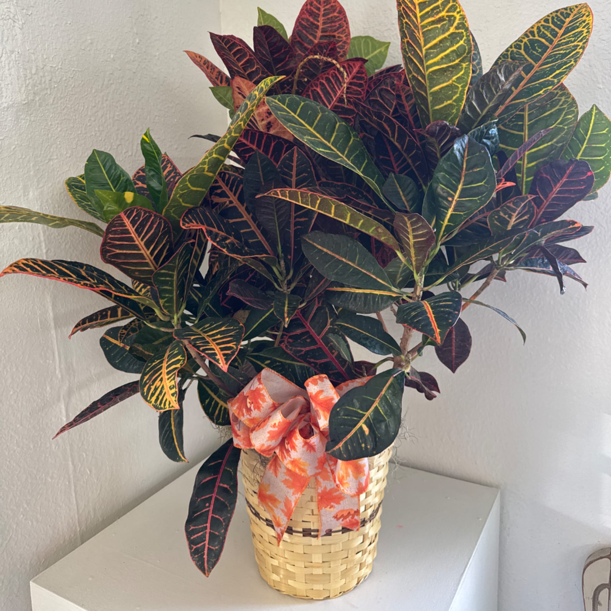 Croton plant in a woven basket with an orange ribbon bow
