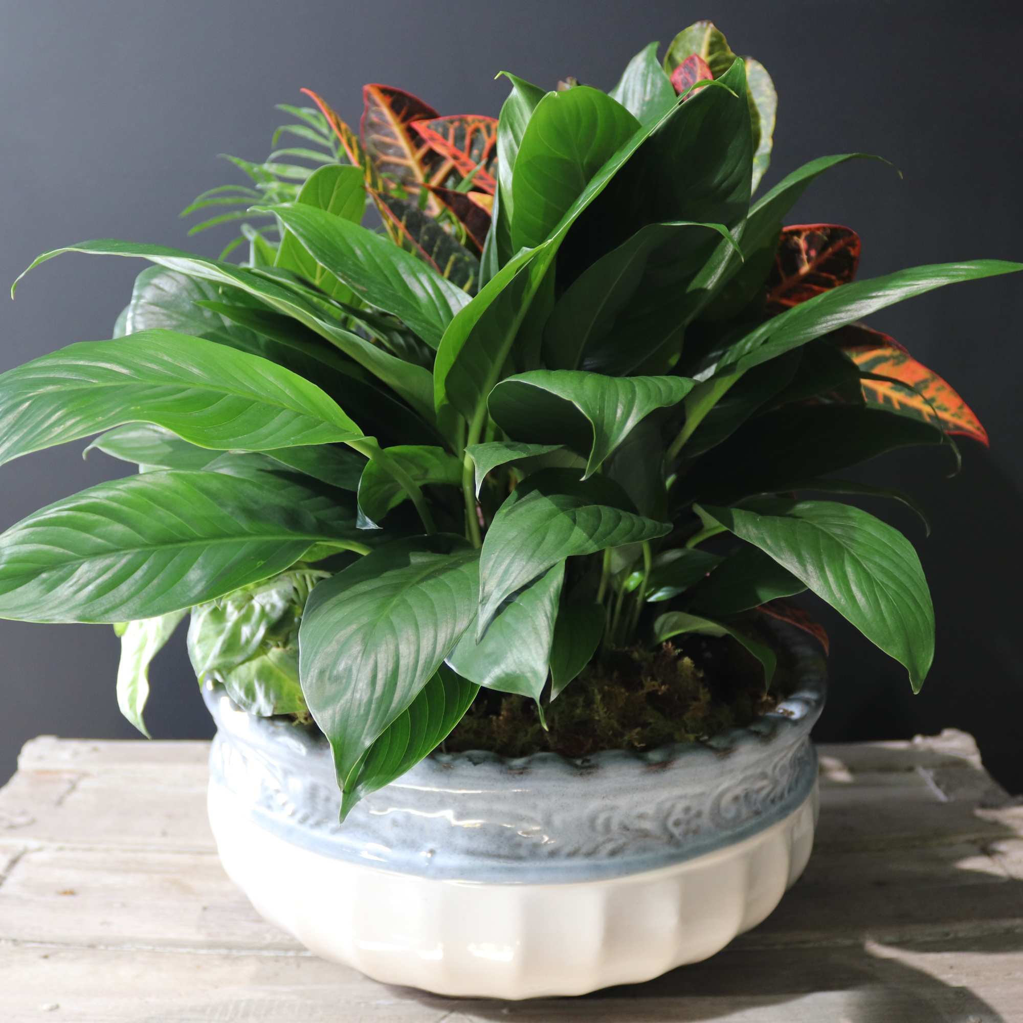 Potted leafy plant in a white ceramic bowl
