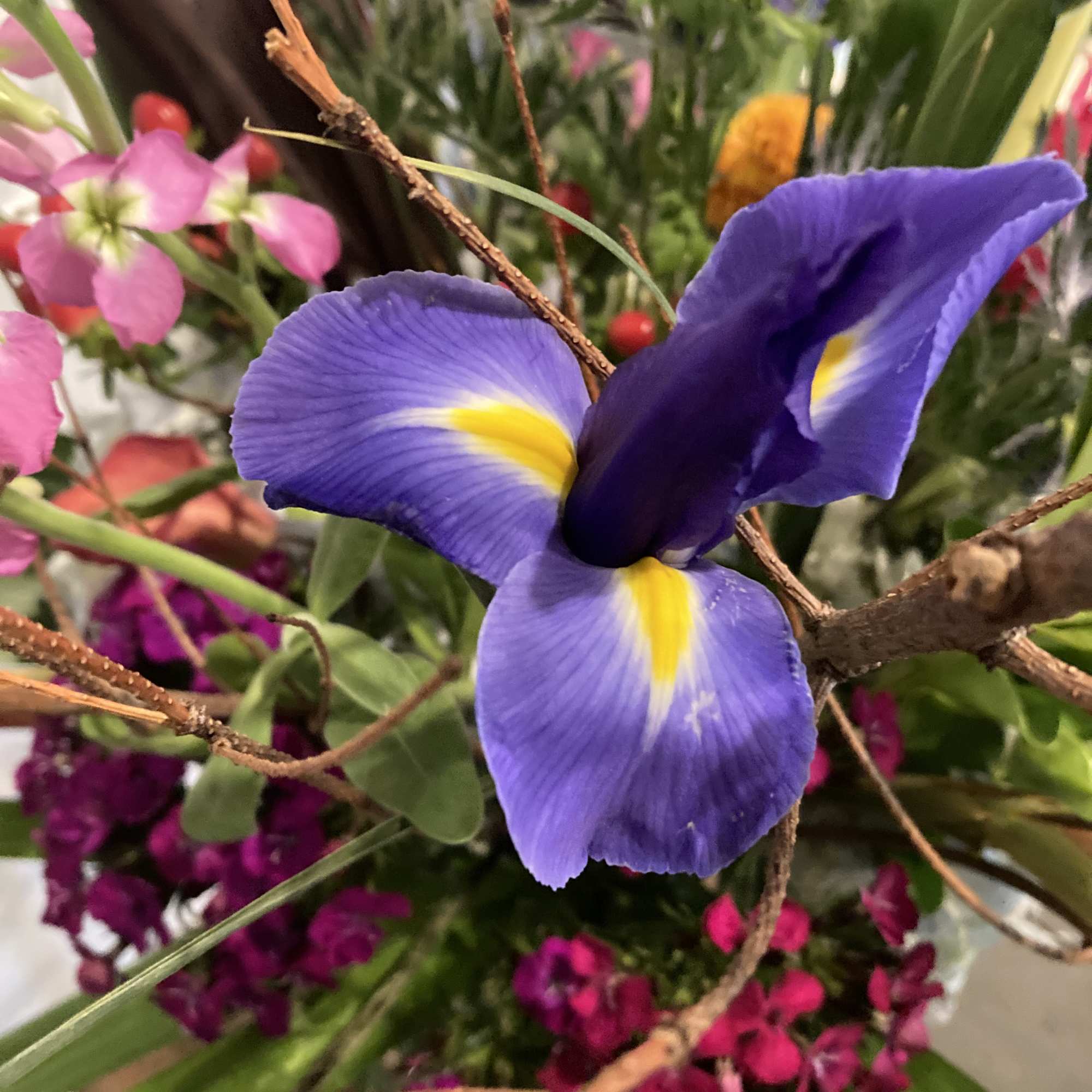 Purple iris flower in a mixed bouquet