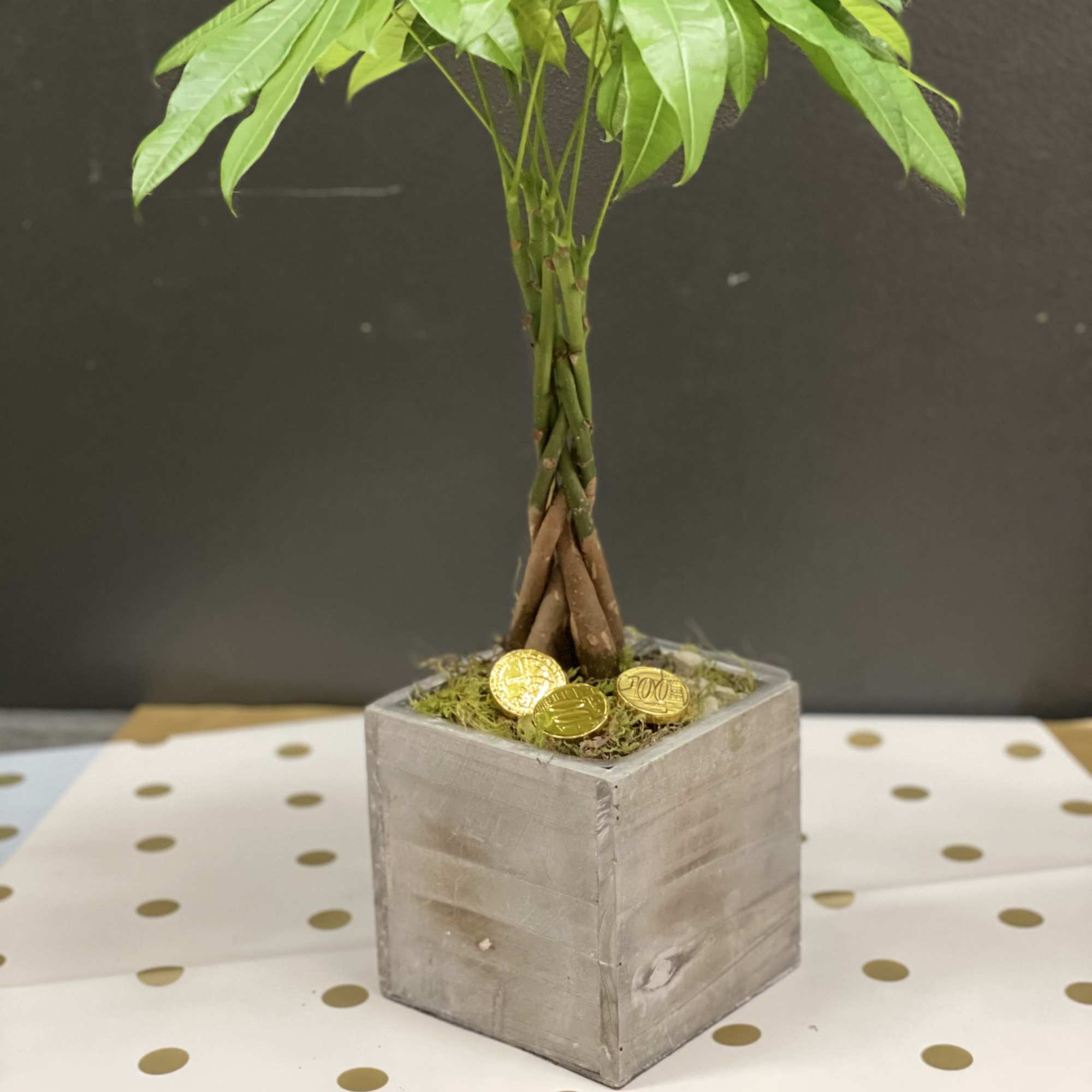 This Lucky money tree grow in the this rustic cube box 