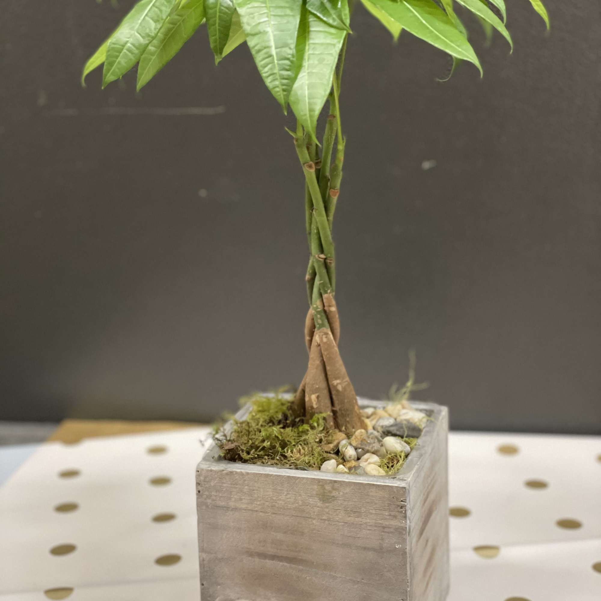 Small potted plant with a braided trunk in a square wooden planter