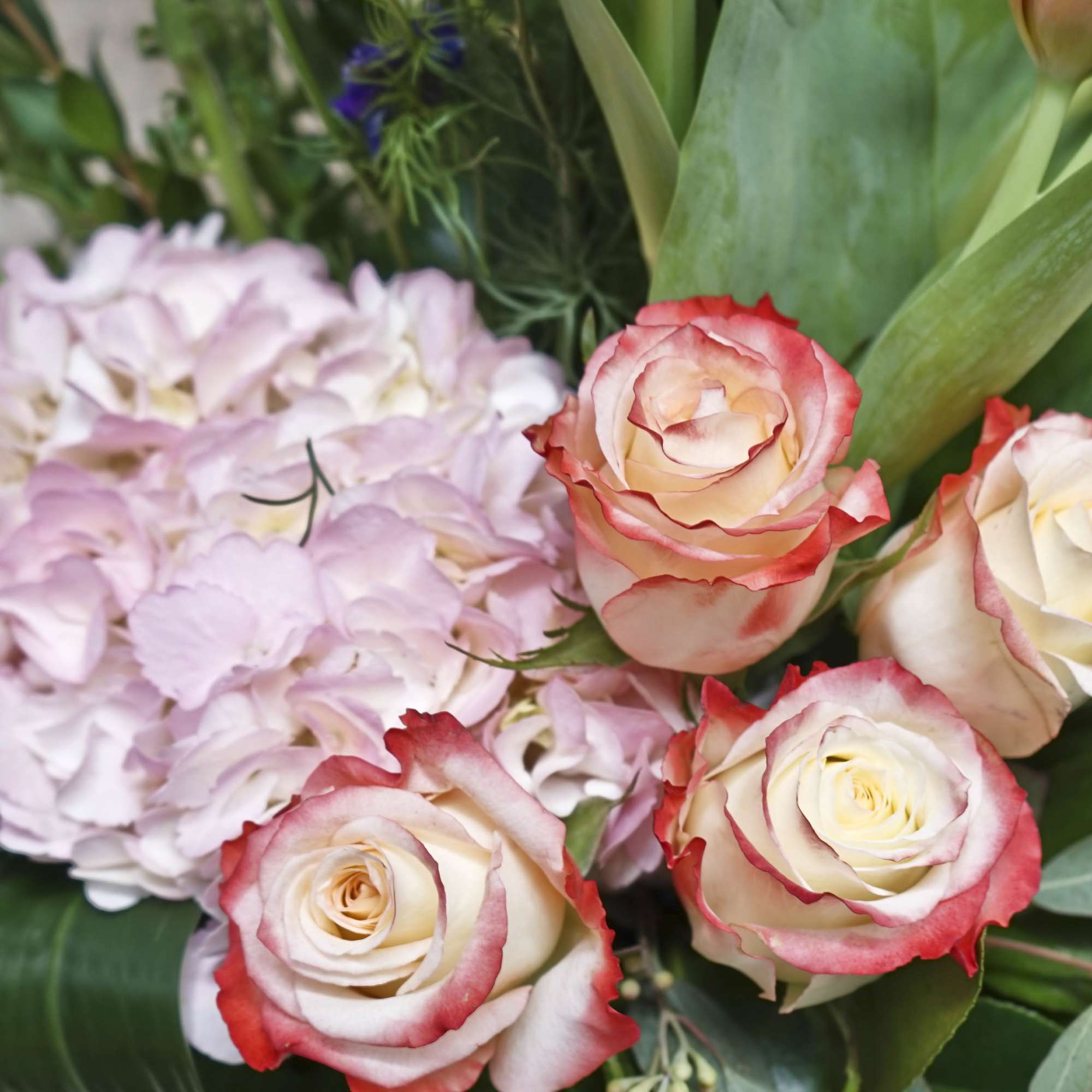 Bouquet of cream roses with red edges and pale pink hydrangea