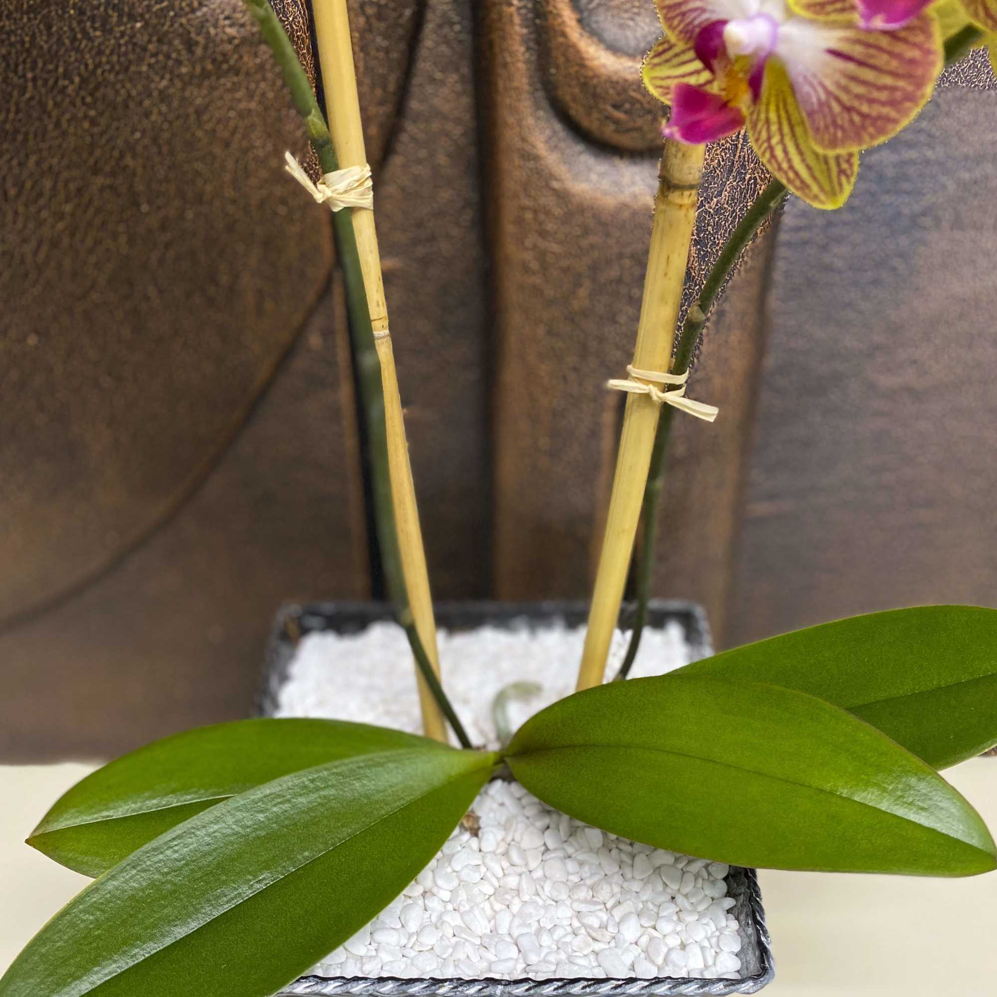 Potted orchid with pink and yellow blooms in a square container