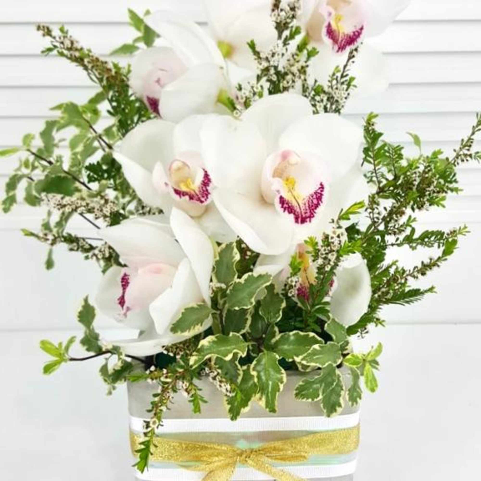 Serene Cymbidium White Orchids with a touch of greenery in a concrete