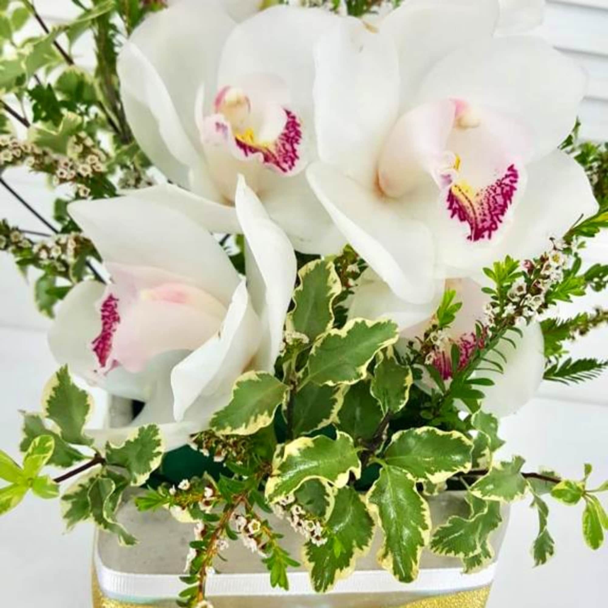 Serene Cymbidium White Orchids with a touch of greenery in a concrete, photo 2 of 2