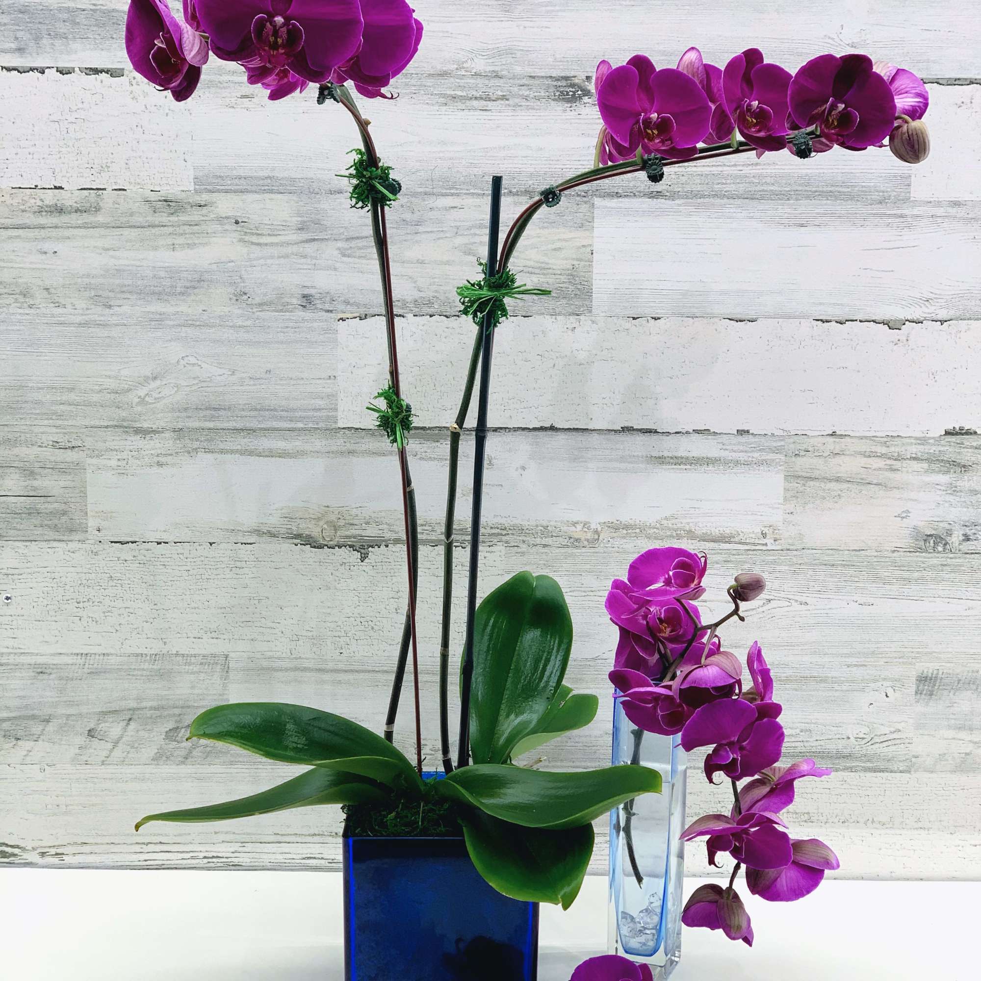 Purple orchids in blue and clear glass vases