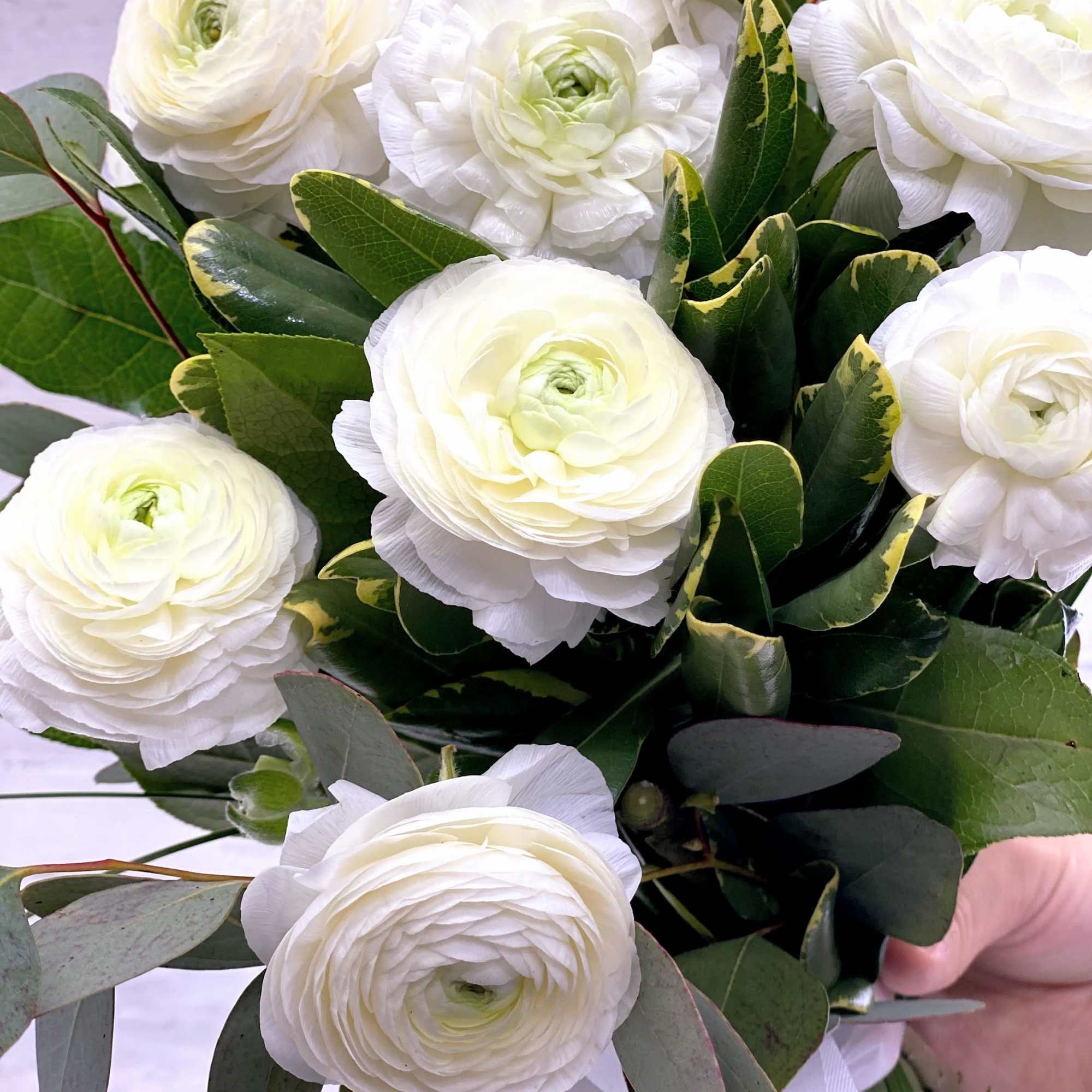 Bouquet of white ranunculus with mixed greenery