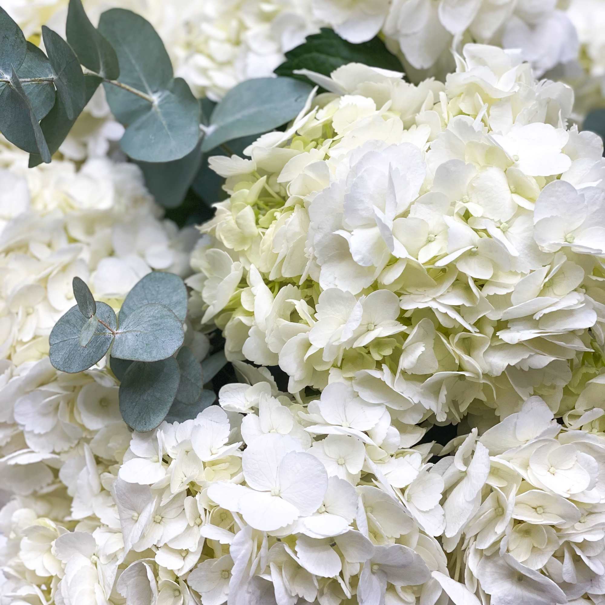 White hydrangea bouquets with blue-green eucalyptus