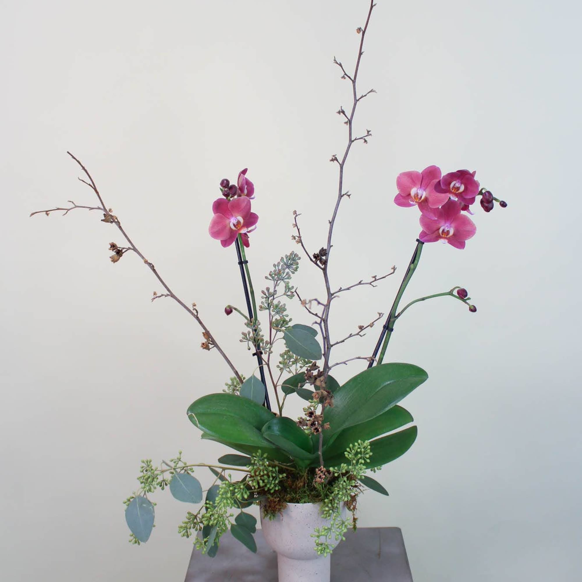 Pink orchids in a white pot with tall bare branches