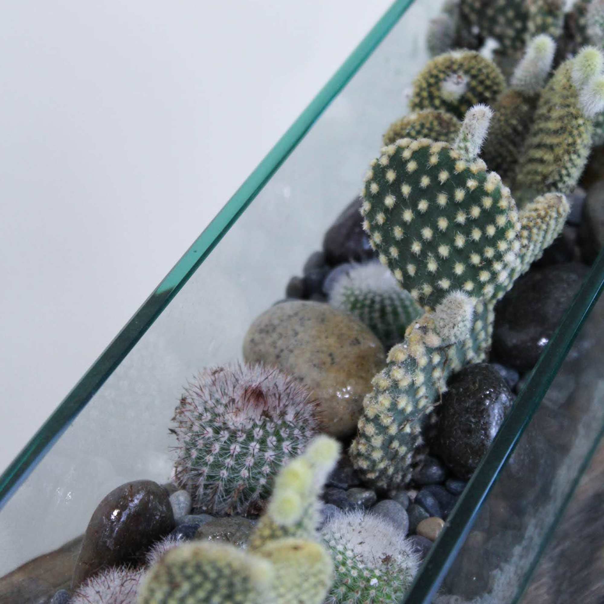 Glass terrarium with assorted small cacti and pebbles
