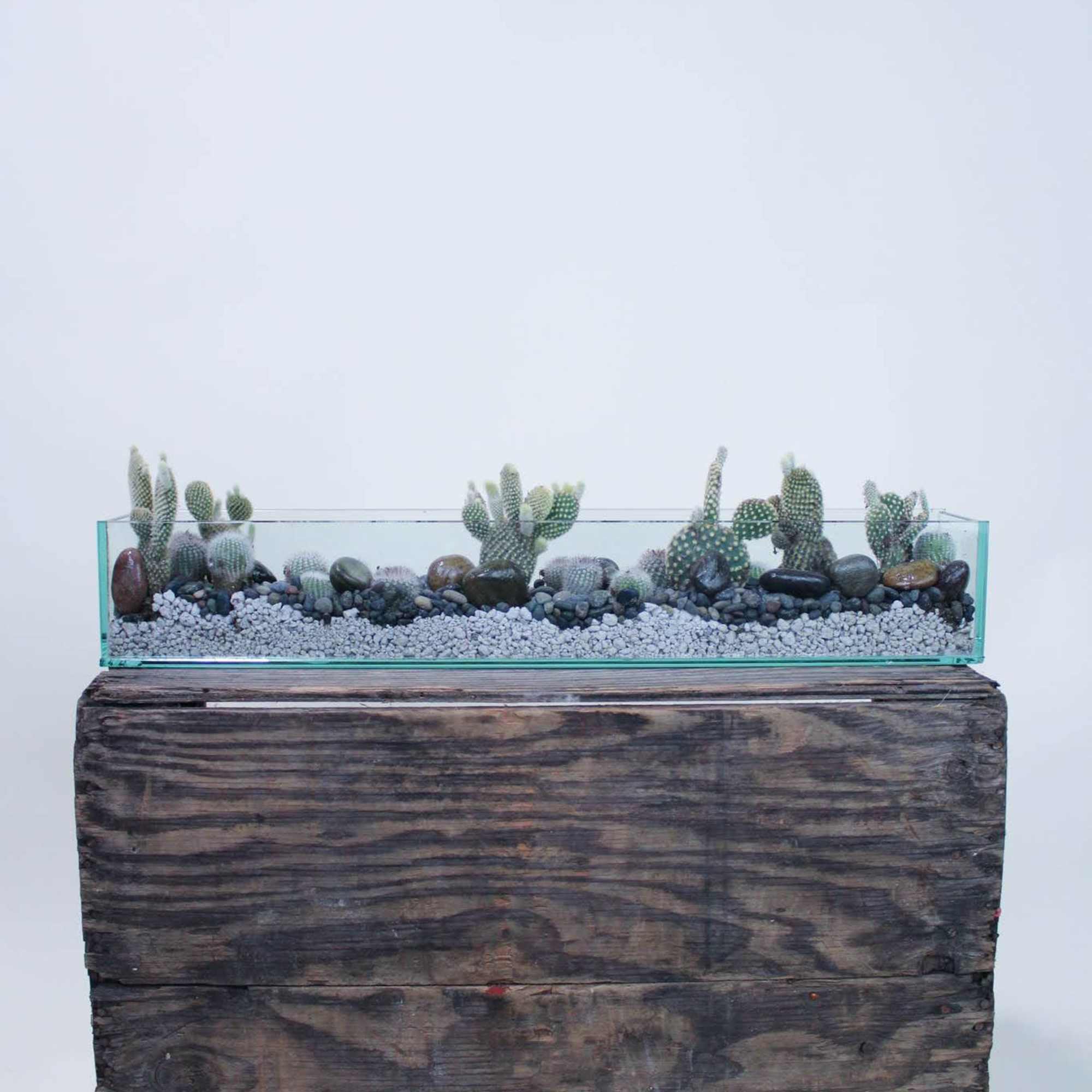Rectangular glass planter with small cacti and pebbles on a wooden stand