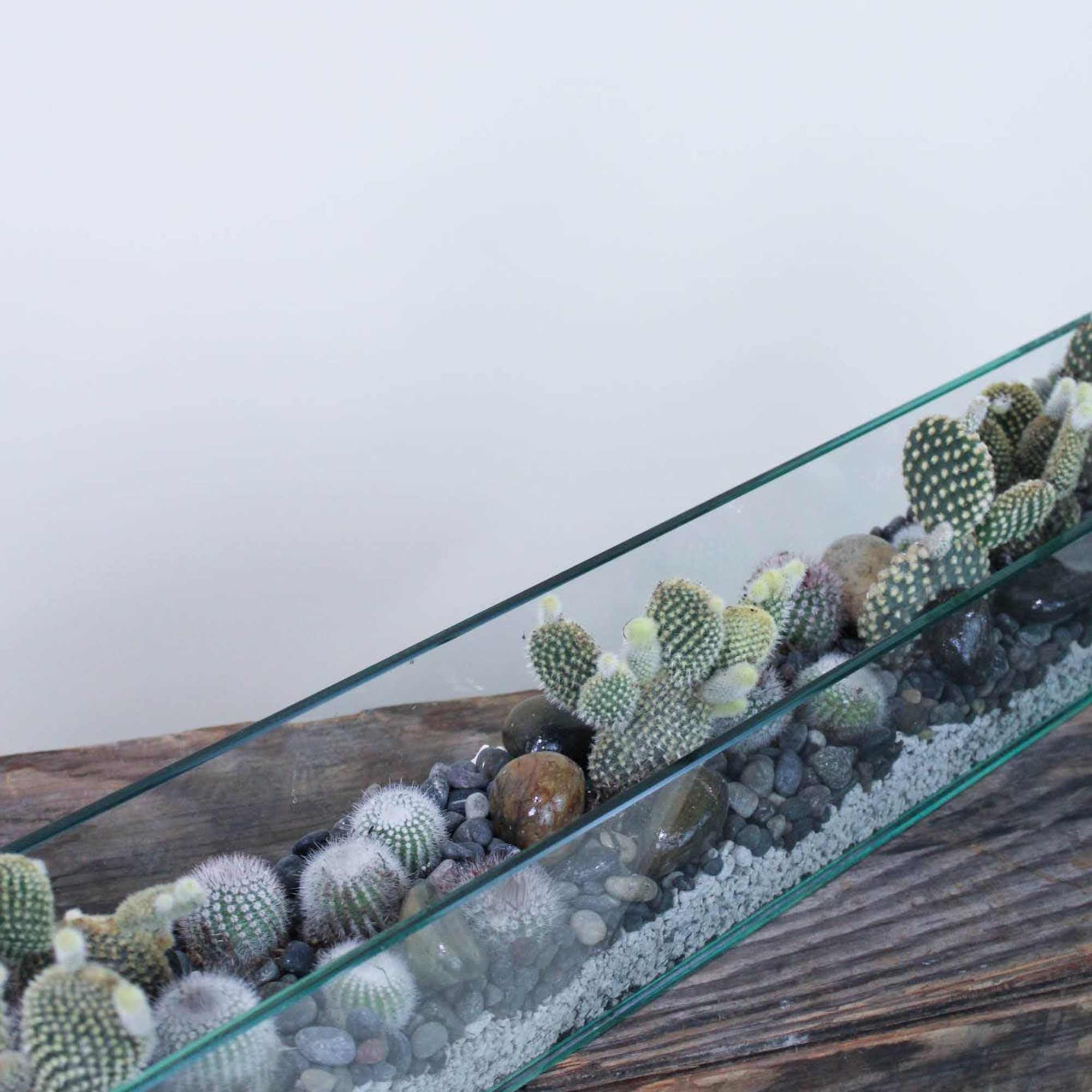 Long glass planter filled with small cacti and pebbles