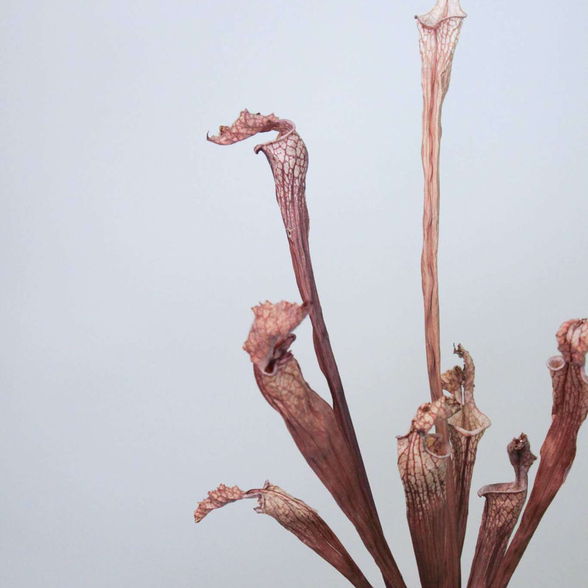 Potted pitcher plant with tall maroon pitchers