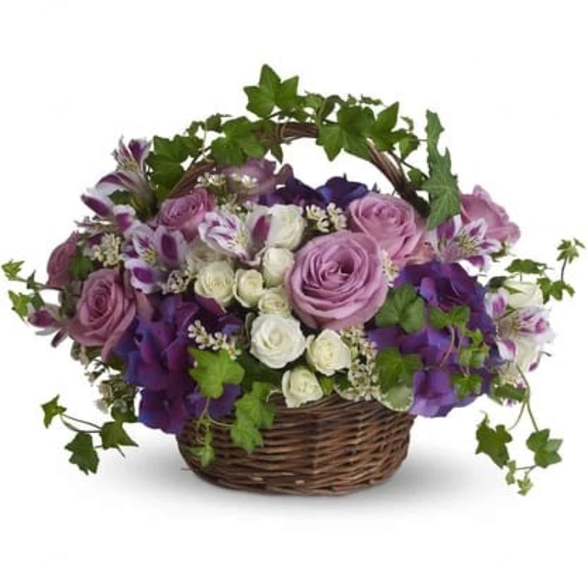 Basket of purple and white roses with ivy accents