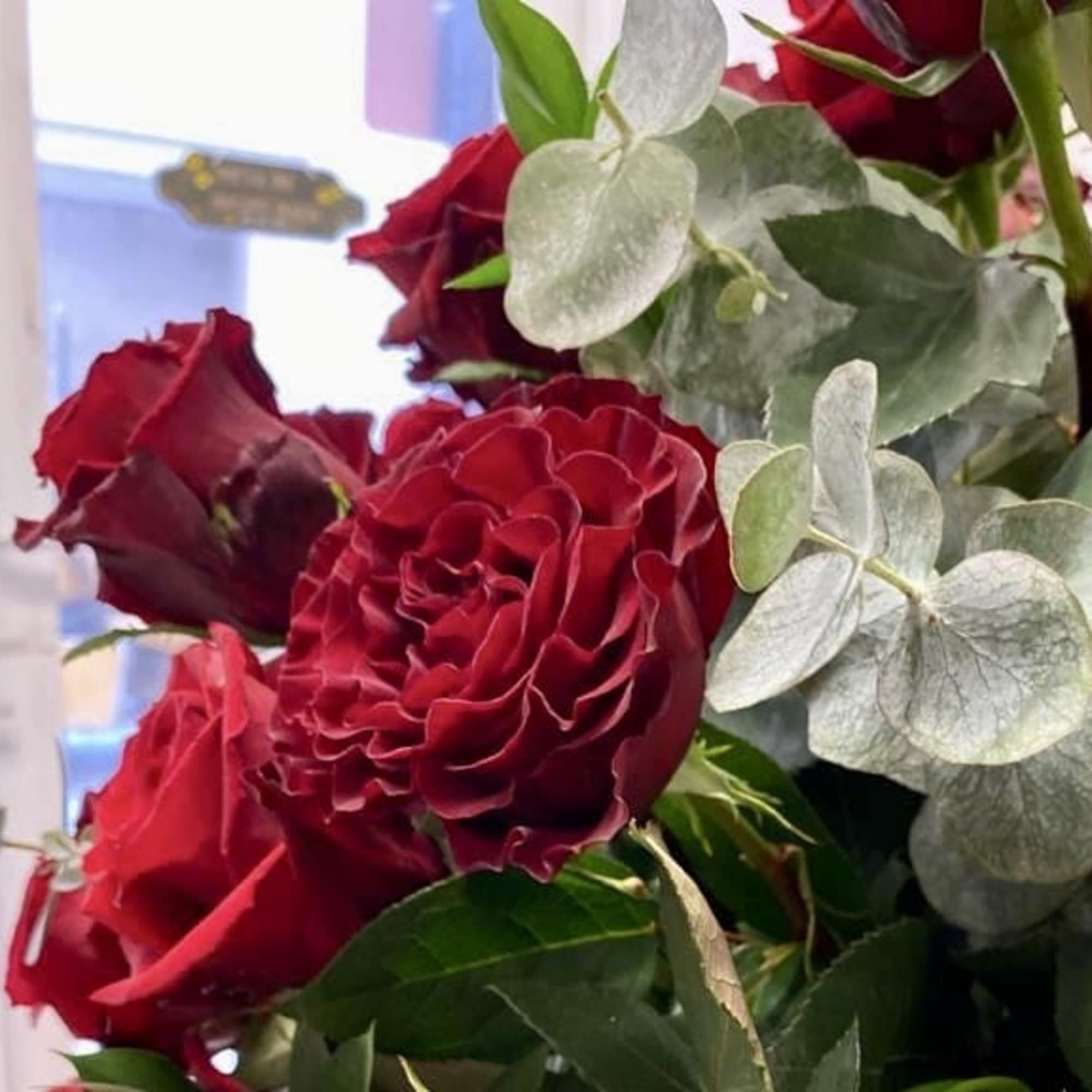 Close-up of red roses with silvery eucalyptus foliage