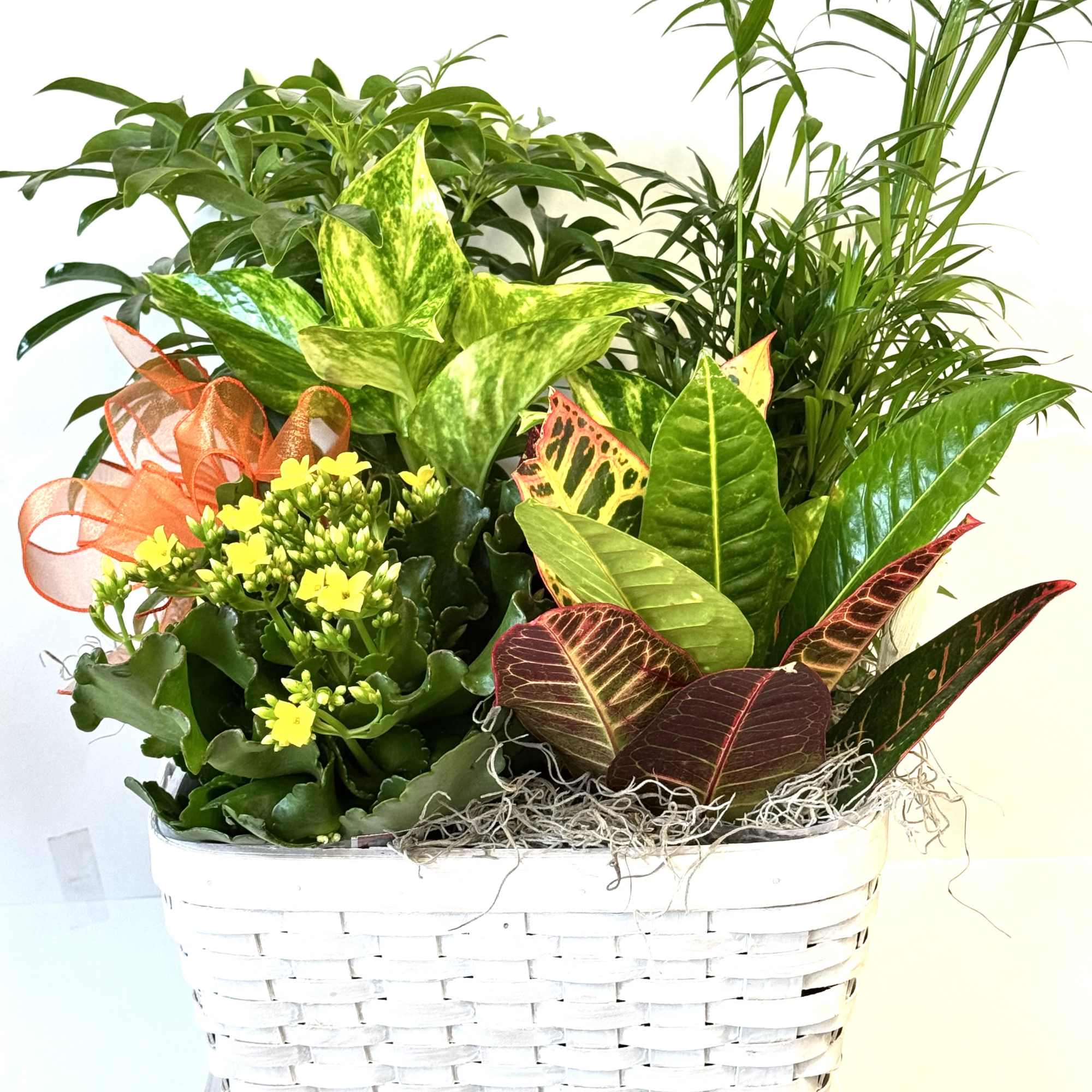 Mixed potted plants in a white wicker basket with a ribbon