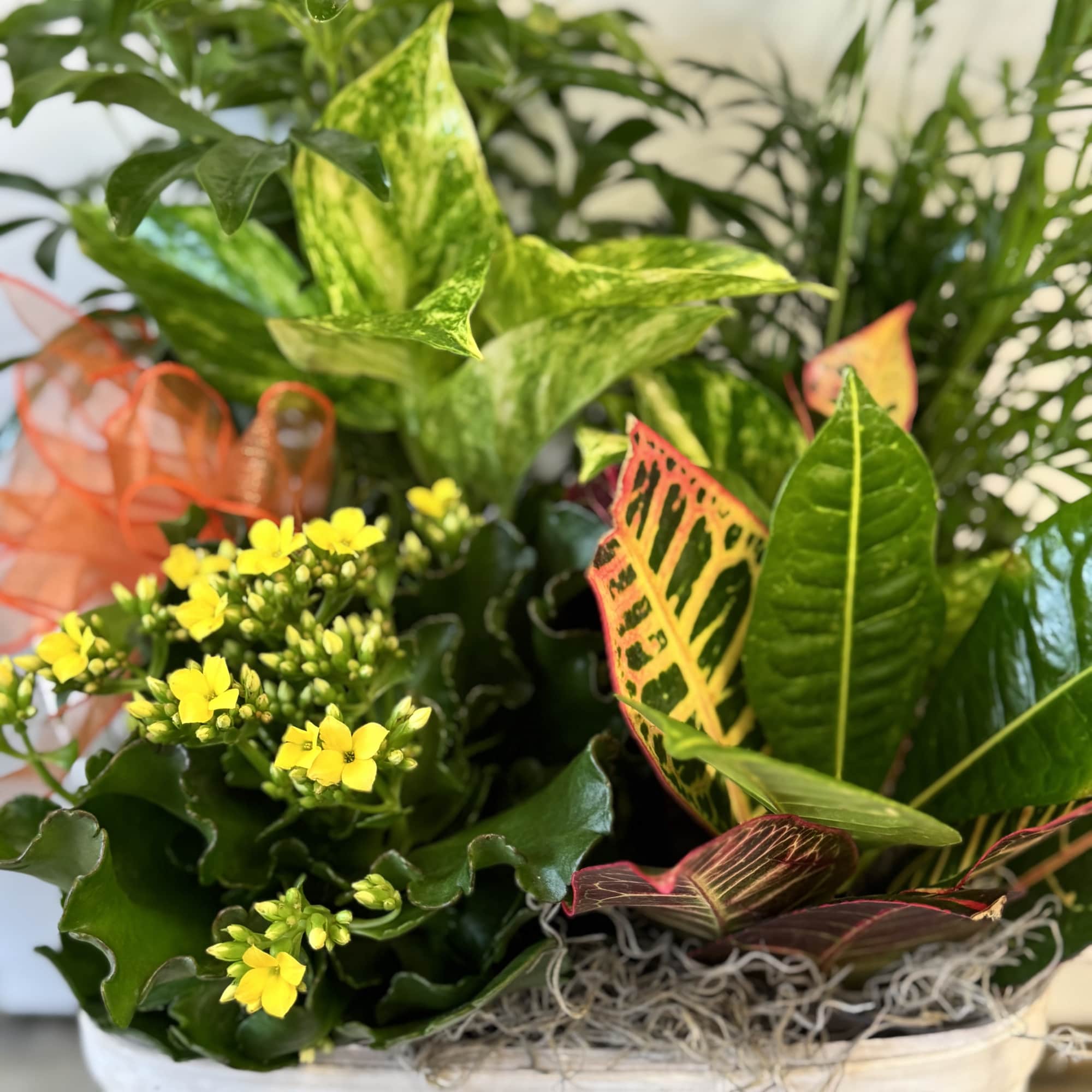 Mixed potted plants in a white basket with small yellow flowers
