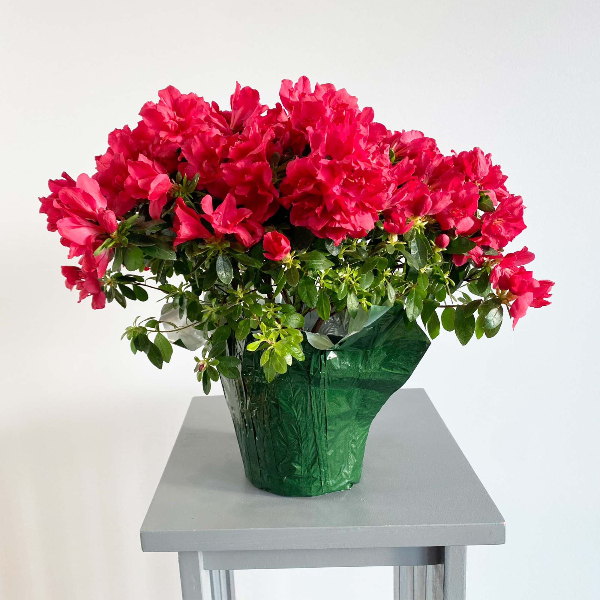 Bright pink flowering plant in a green-wrapped pot