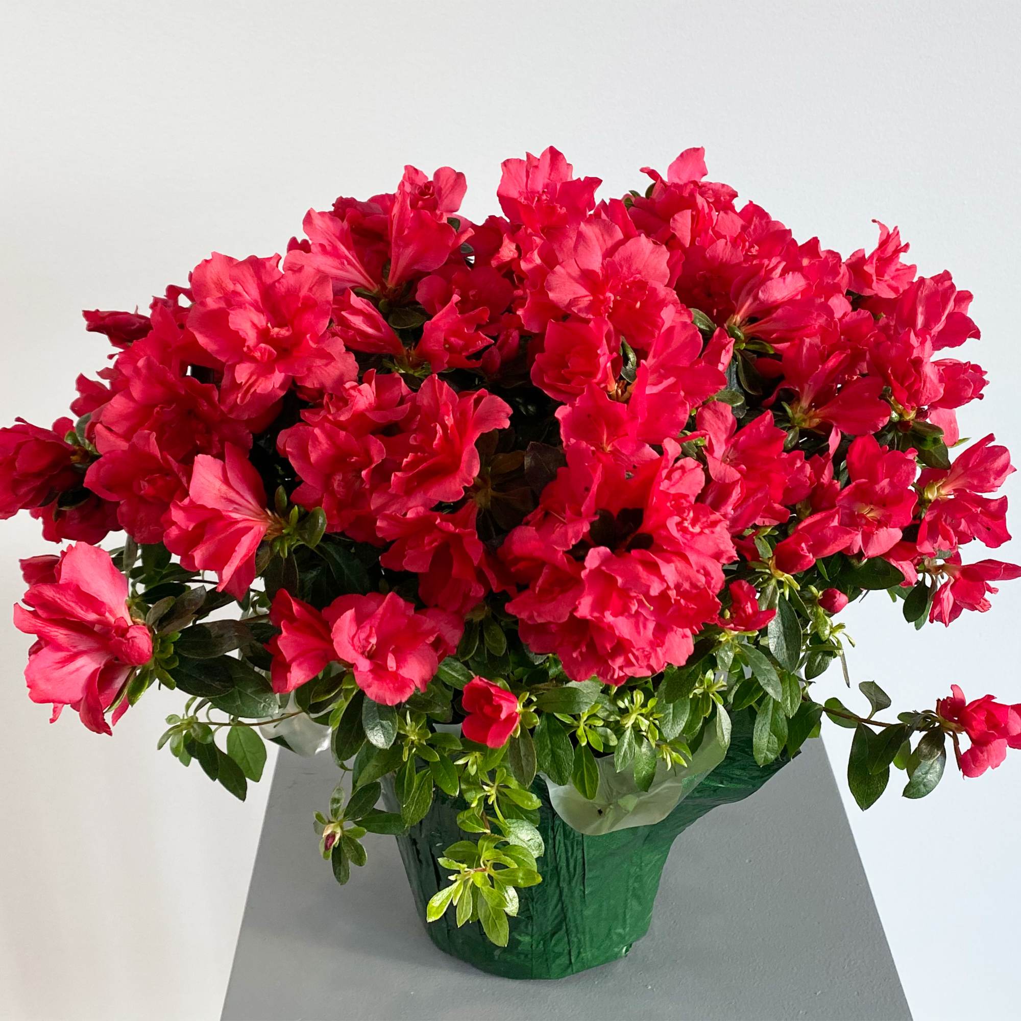 Bright pink azalea plant in a green wrapped pot