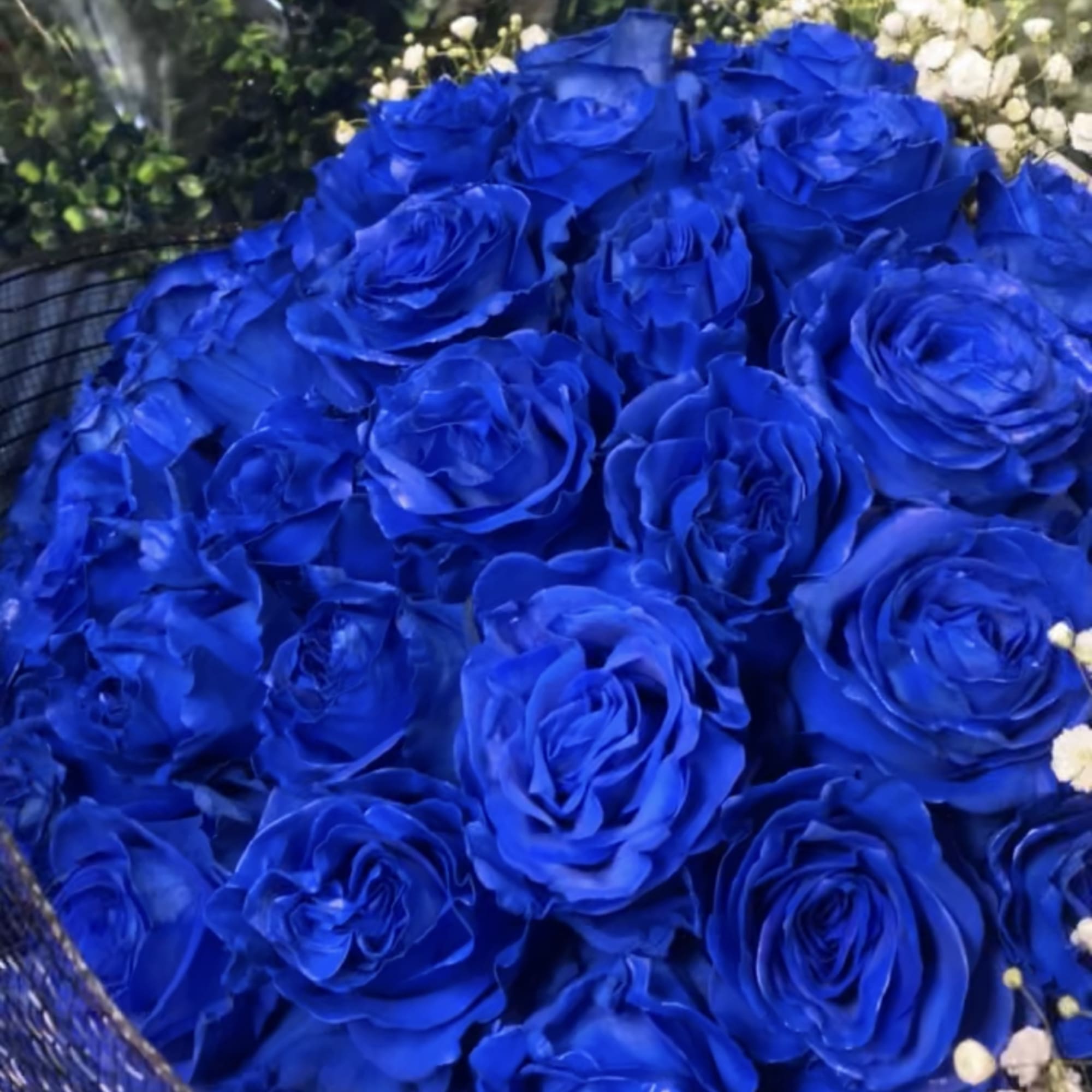 Bouquet of vivid blue roses with small white filler flowers