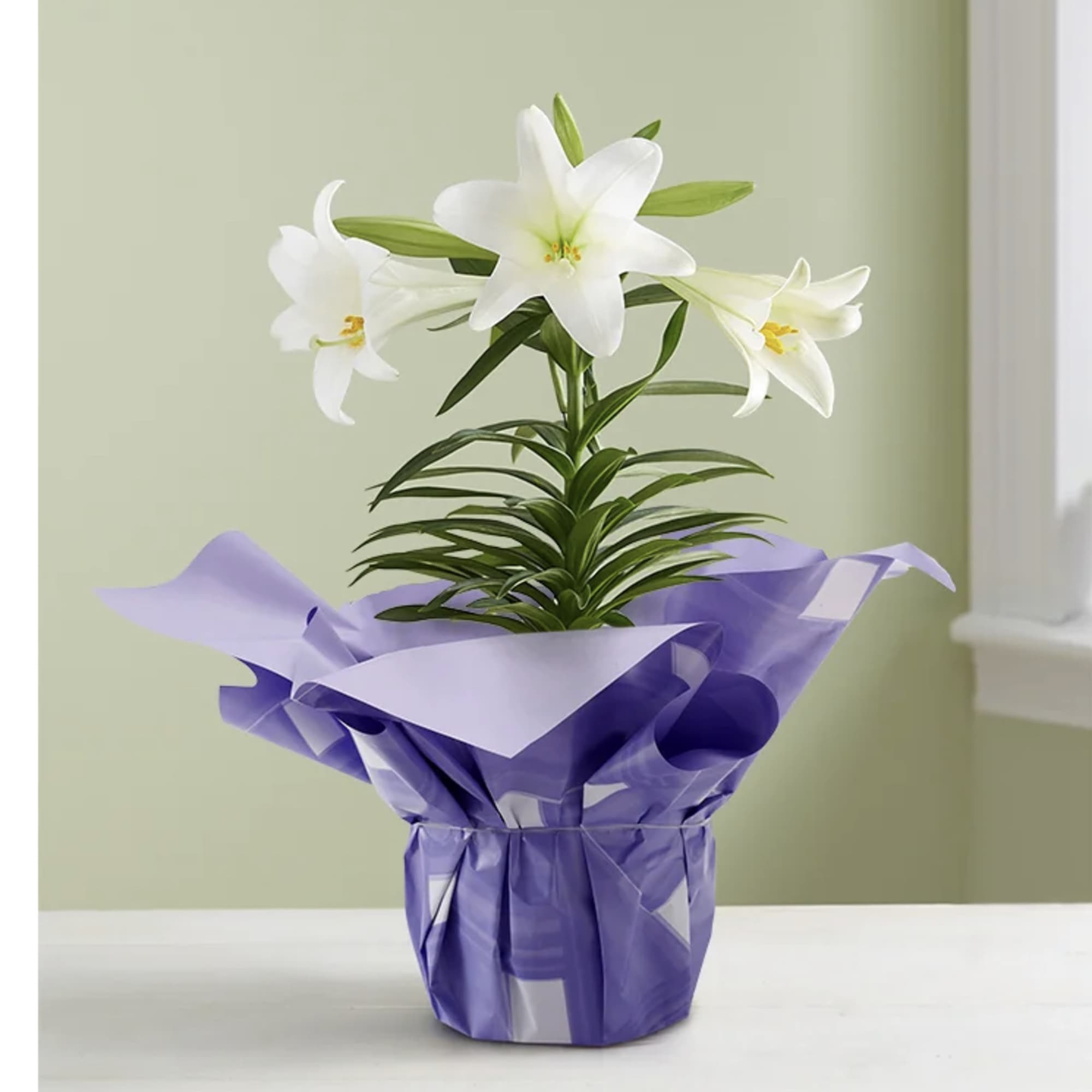 Potted white lilies wrapped in purple paper