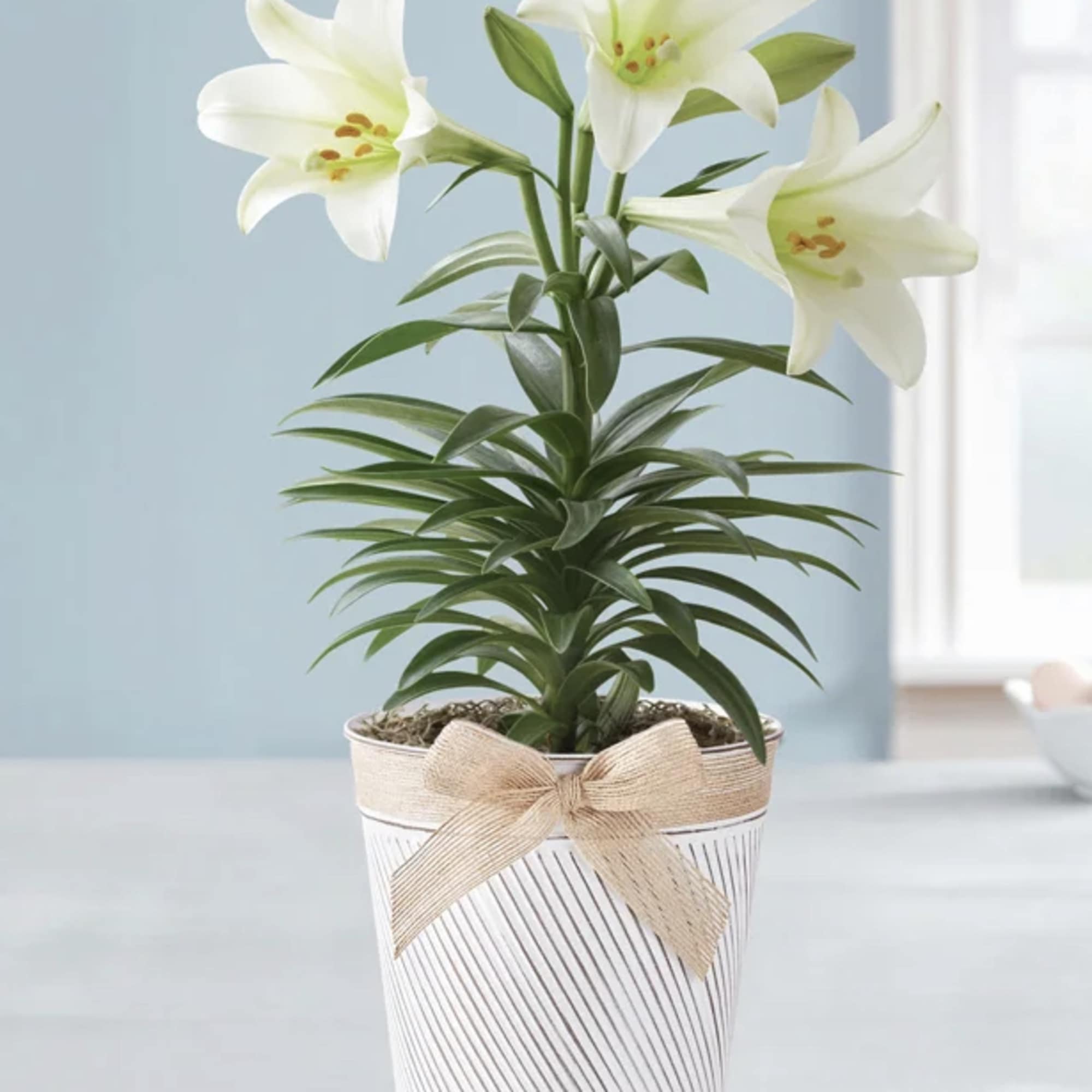 White lily plant in a striped pot with a ribbon bow