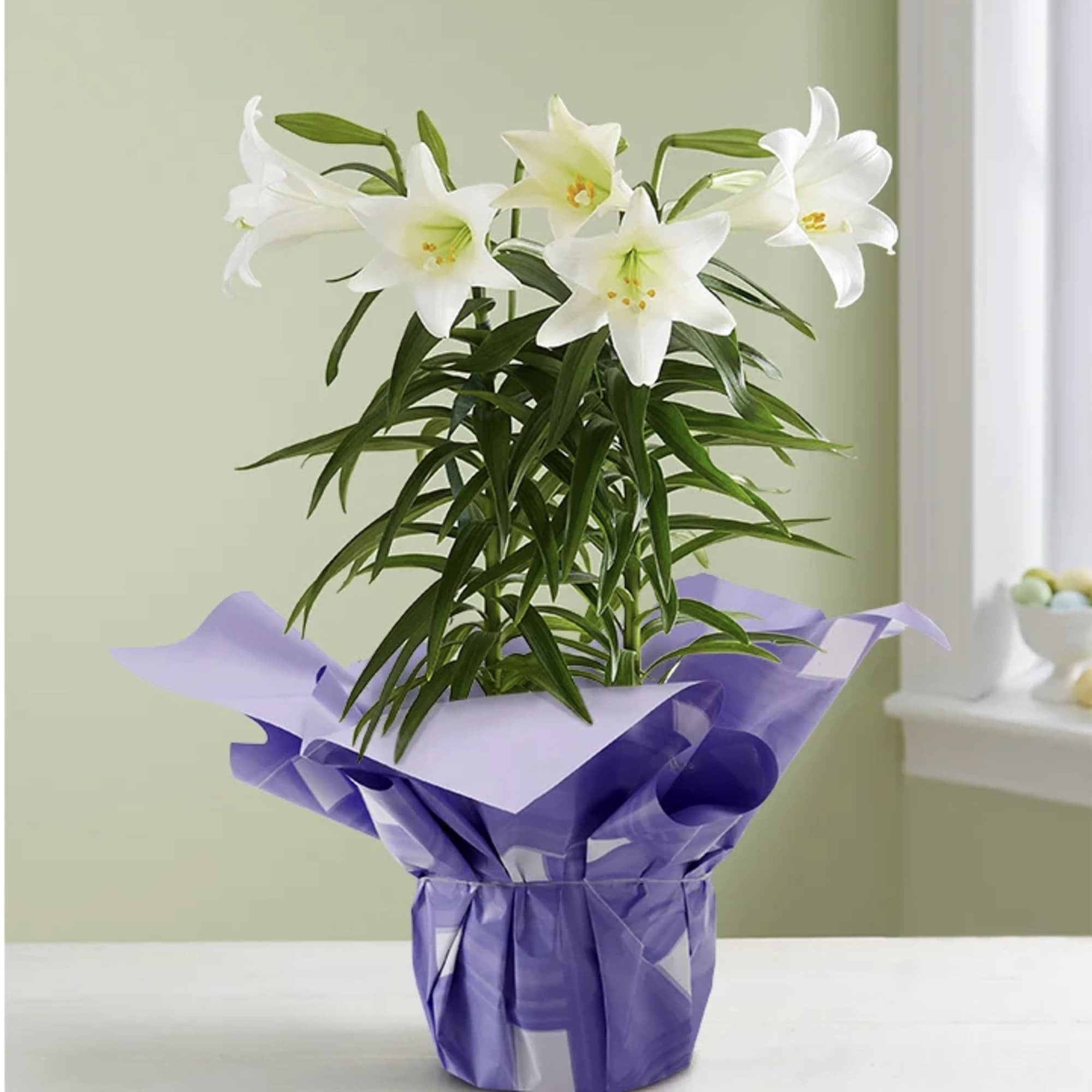 Potted white lilies wrapped in purple paper